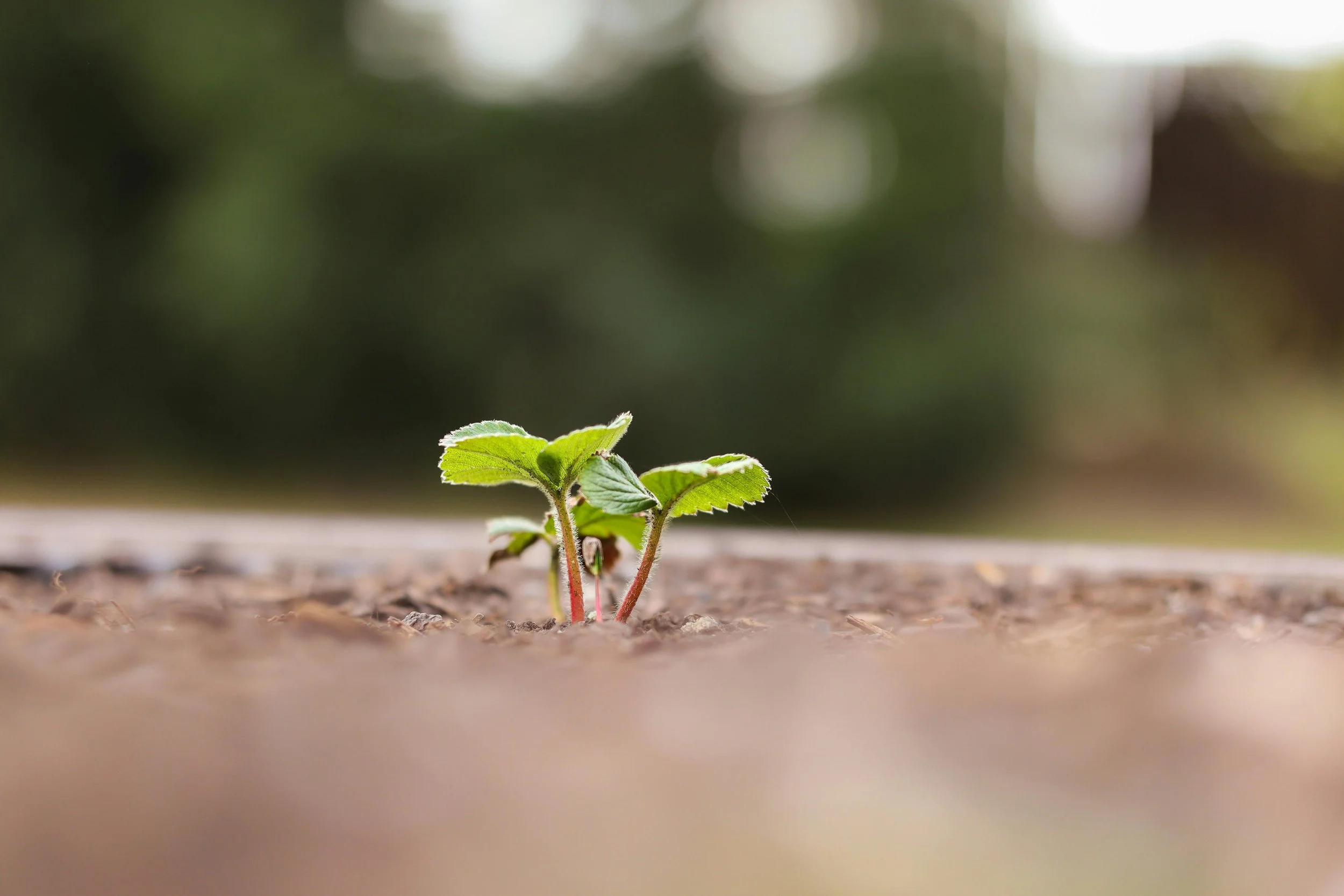 From Little Things, Big Things Grow