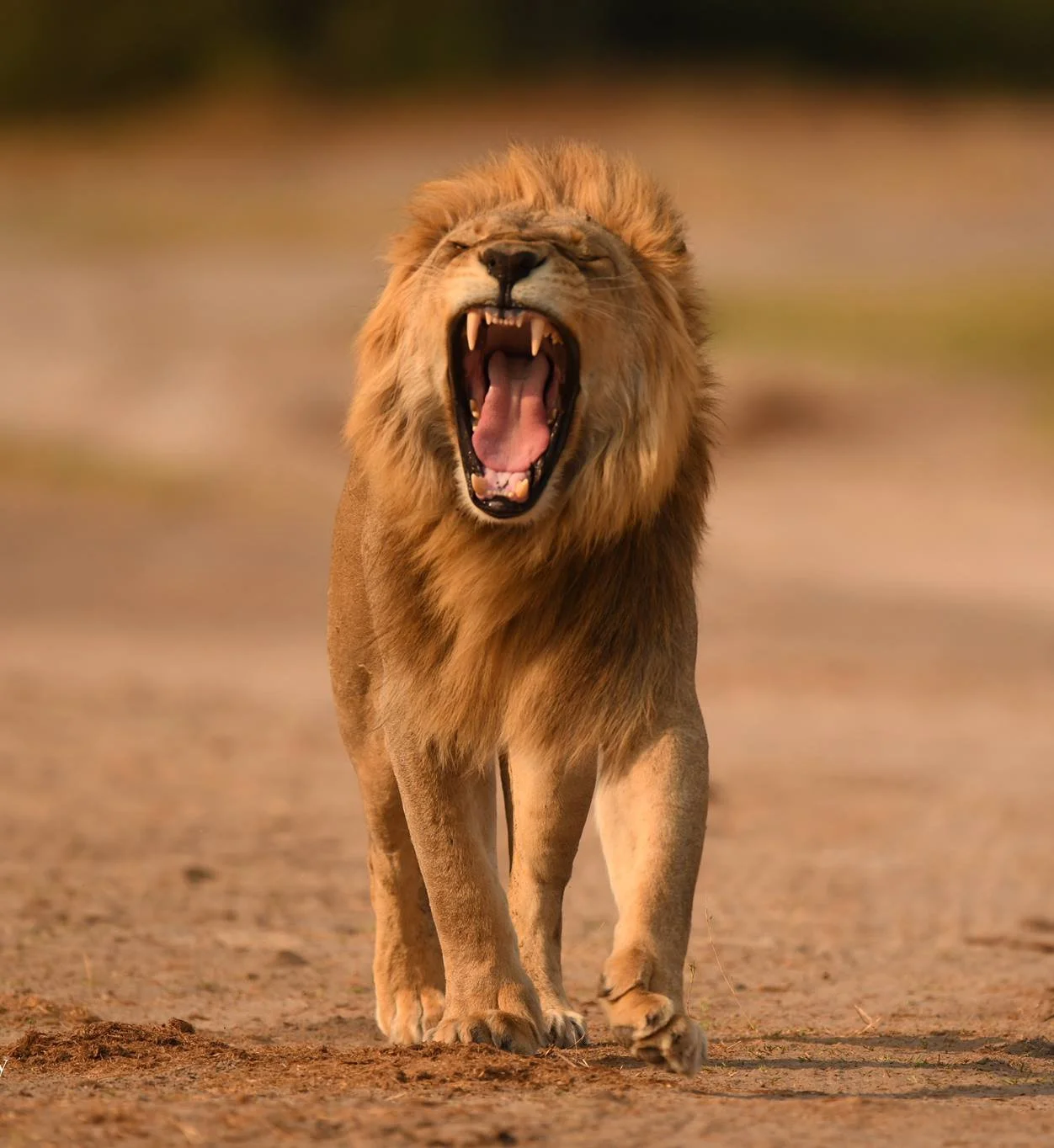 Lion Kgalagadi Transfrontier Park 2027 Tours Namibia Camping