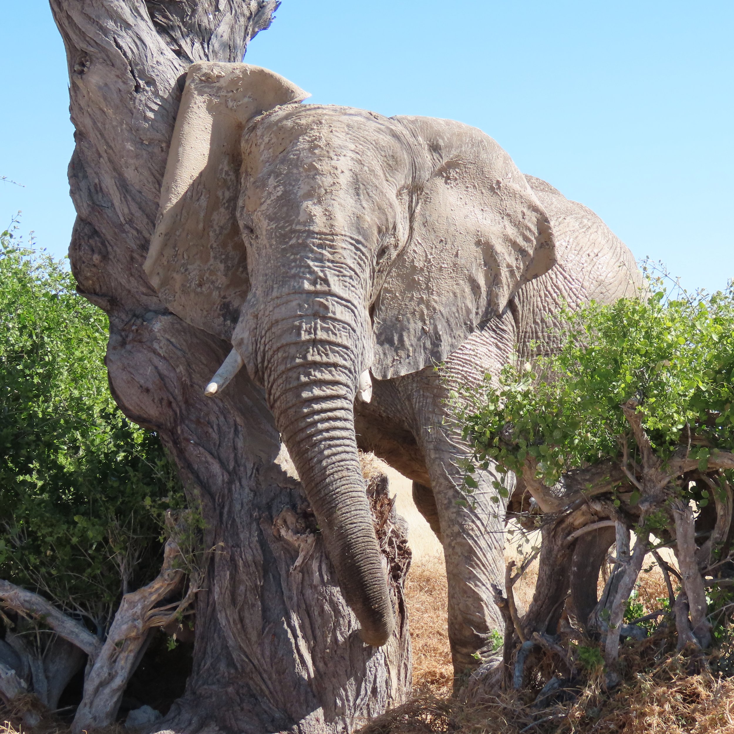 etosha elephant.jpg