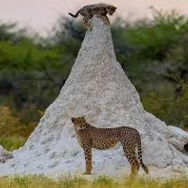 Safari in Etosha National Park, best guided and companies to book with. Guided tours in namibia with Wildfoot Adventure Safaris