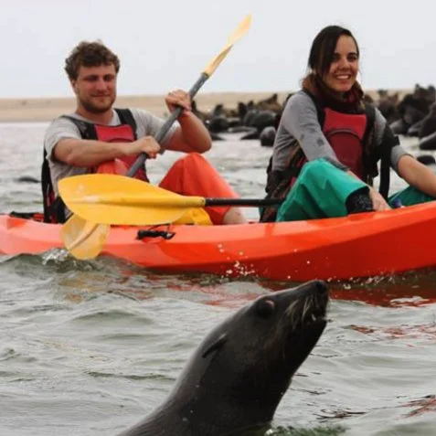 kayaking with seals.jpg