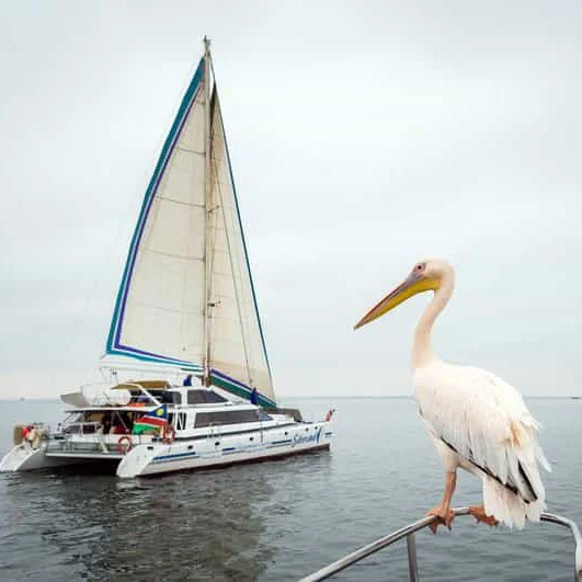 Catamaran tours in swakopmund _ Book through Wildfoot Adventure Safaris