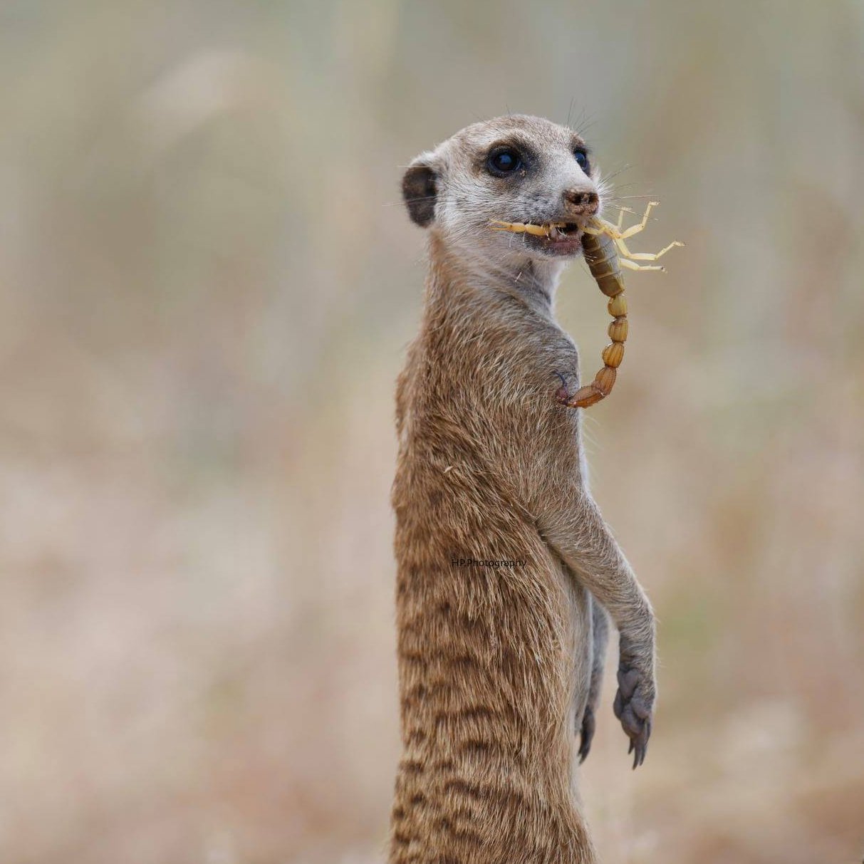 Kgalagadi Transfrontier Park - Namibia South Guided Camping Tours