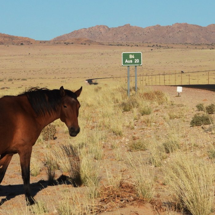 Wild Horses of Aus Namibia Camping Tour 2027 September