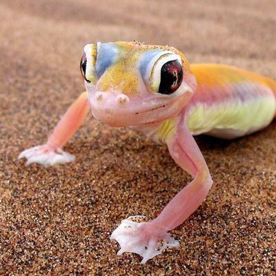 Palmato Gecko Namibia 2027 ICC World Cup Tours and Safaris
