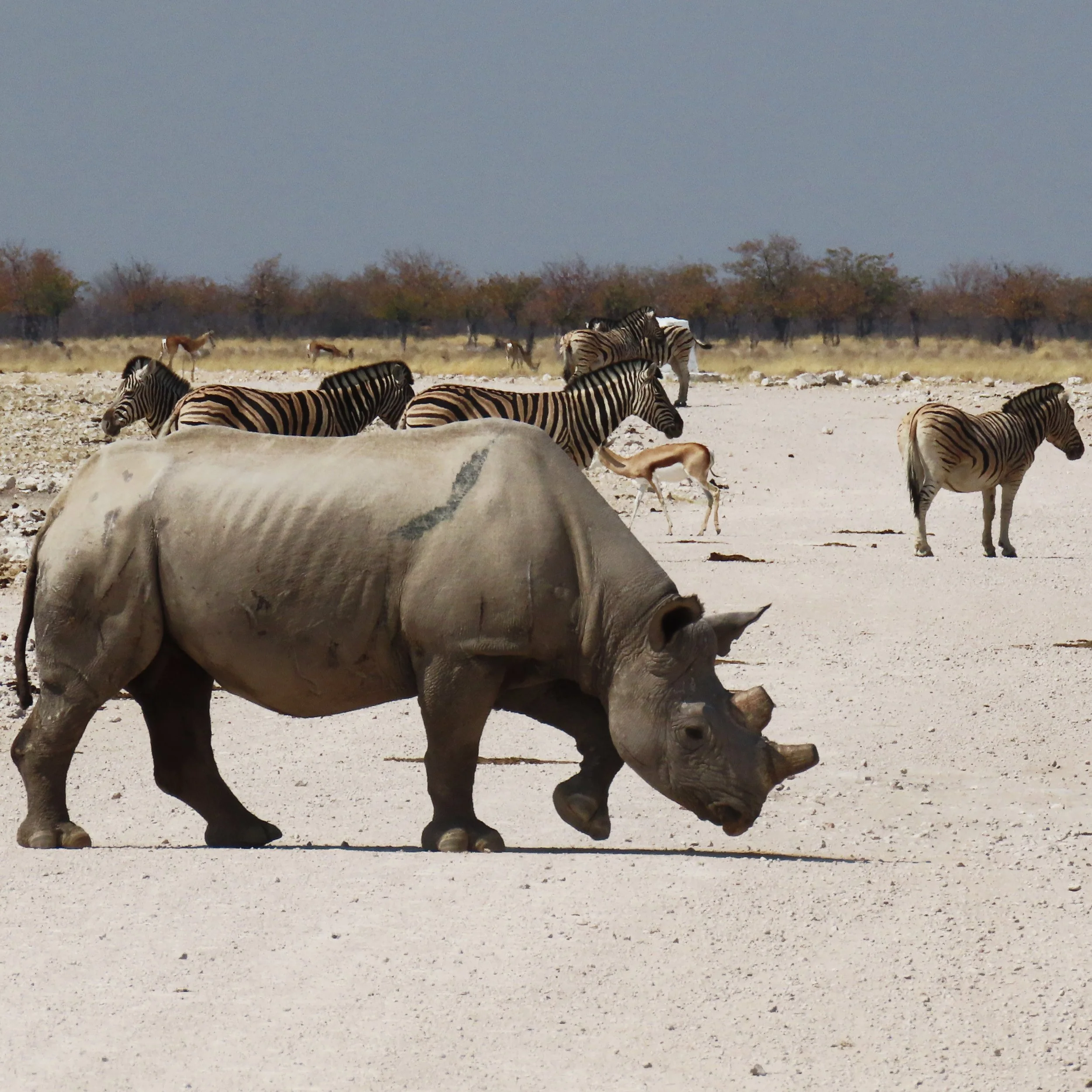 rhino black  (2).jpg