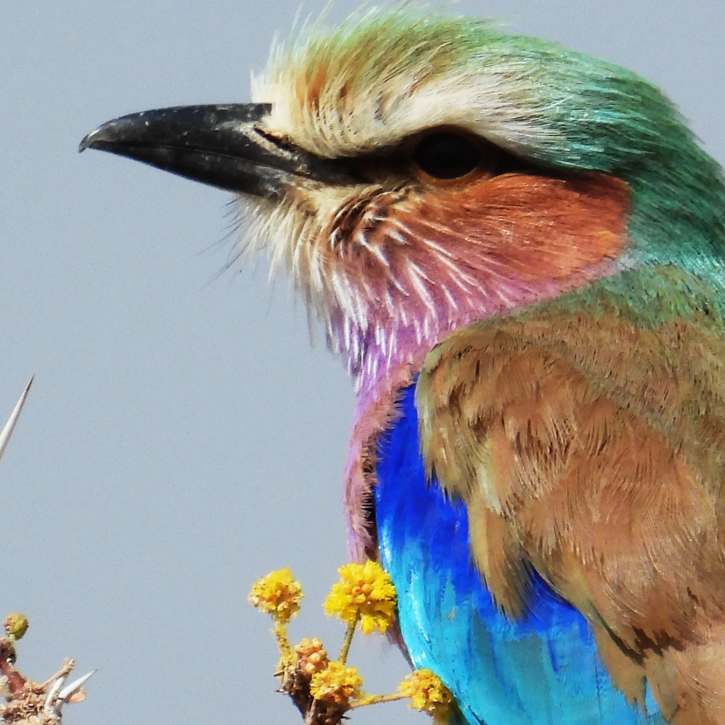 Lilac- breasted Roller _ Guided birding tours in Namibia - Windhoek Swakopmund Etosha Caprivi. Bird with Colandri Reyneke as birdguide