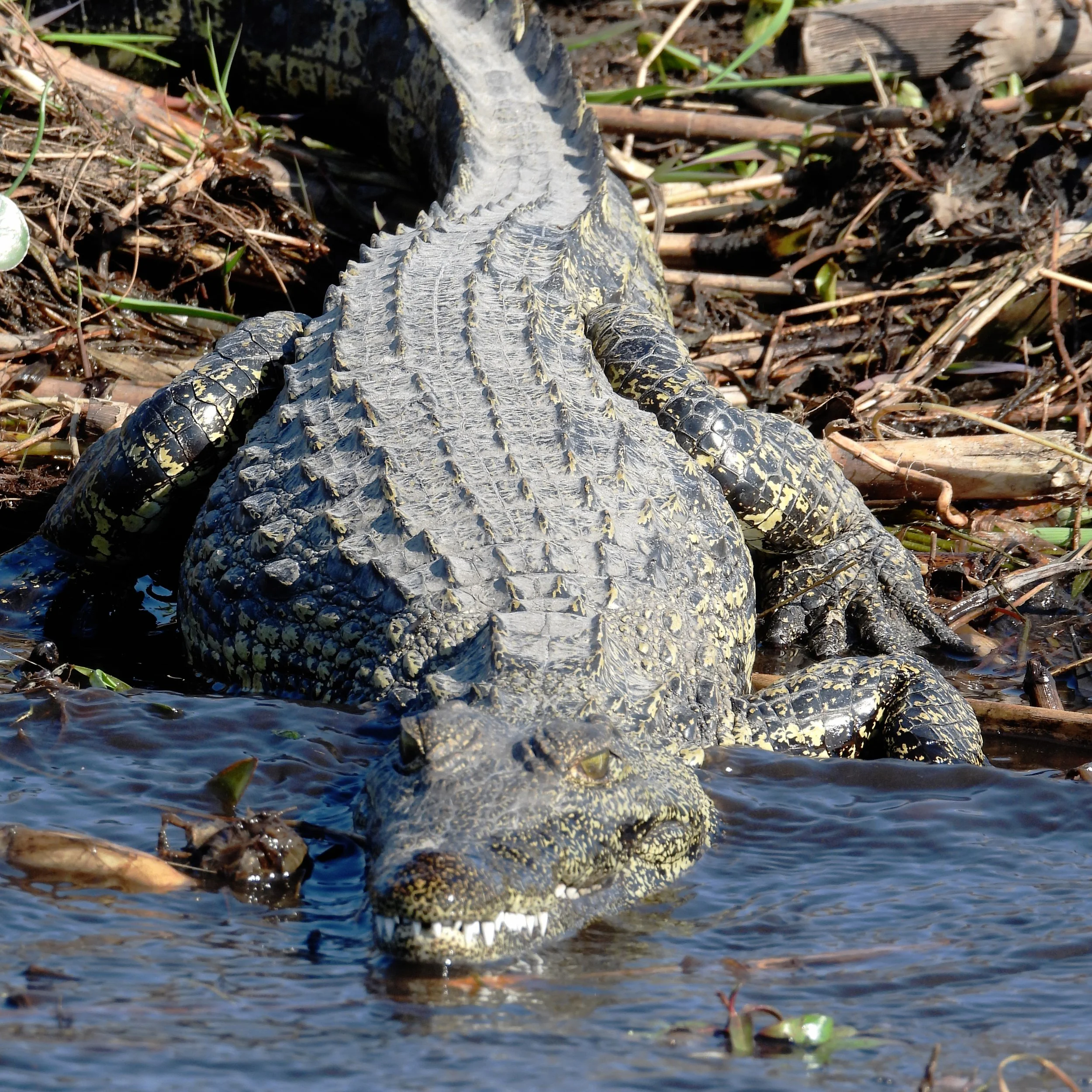 crocodile.jpg