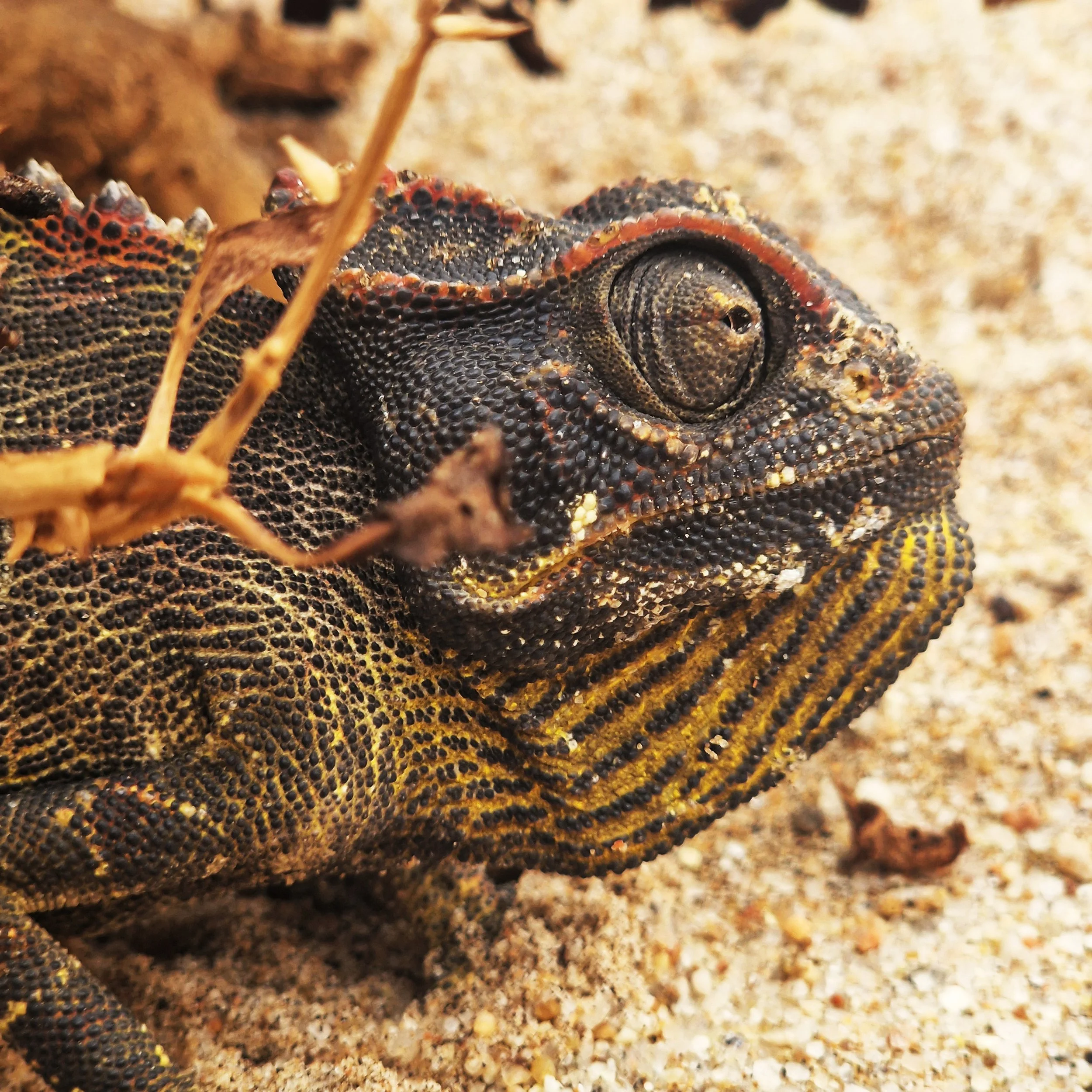 chameleon namaqua.jpg