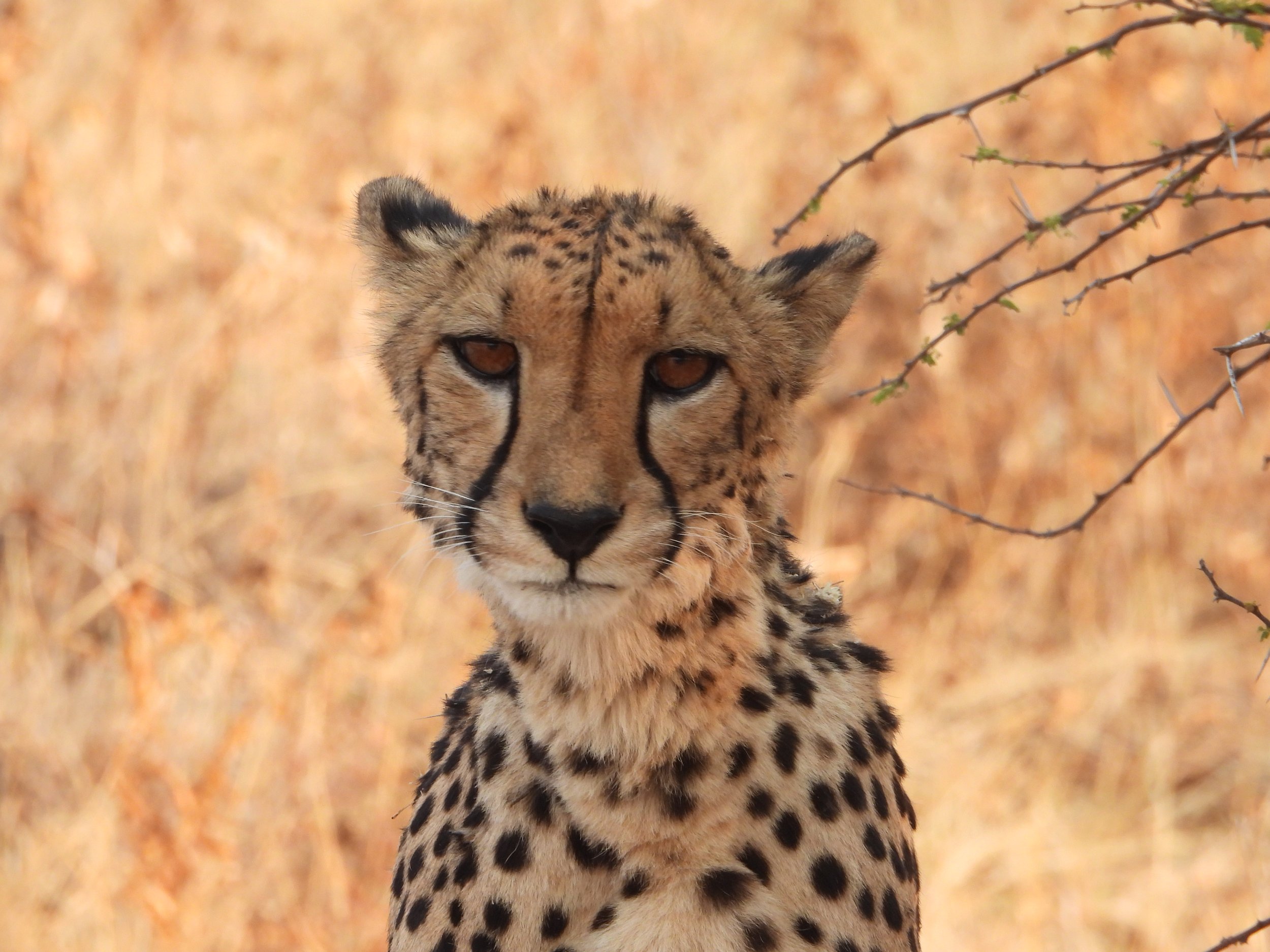 Cheetah Safari in the South of Namibia