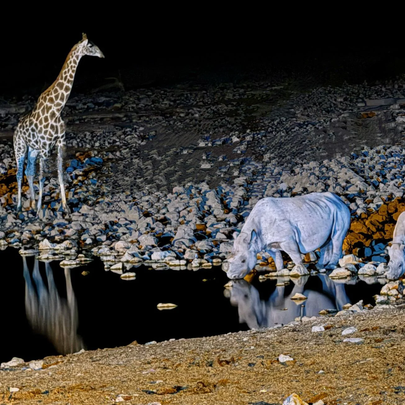 Moringa Waterhole Halali Camp. ICC World Cup Etosha Visit