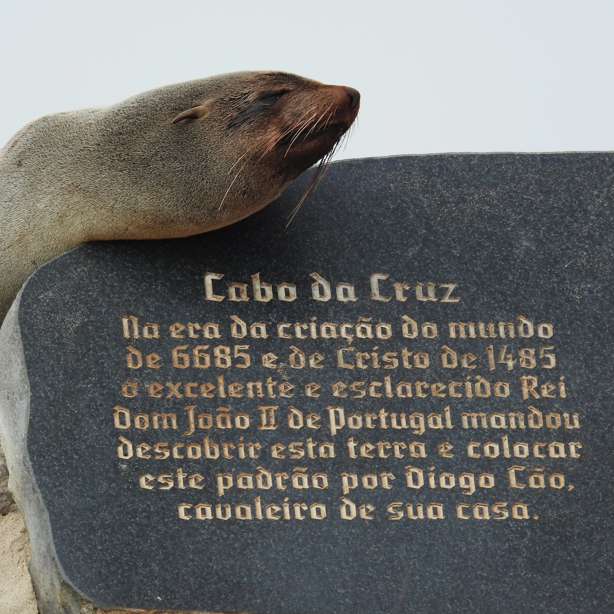 Cape Cross Seal Colony guided tours Namibia _ Skeleton Coast Namibia _ Cape Fur Seals _ Historical Sites in Namibia