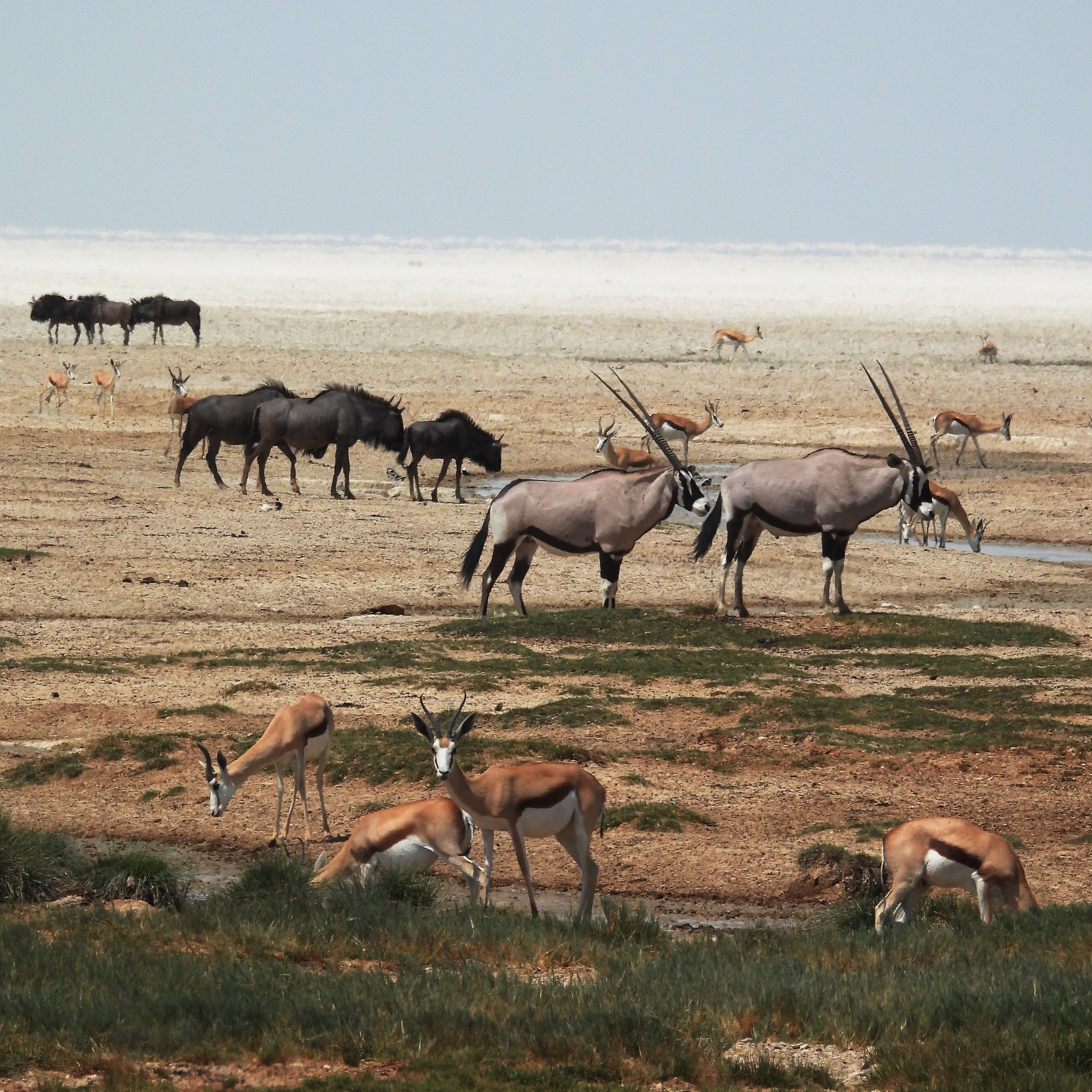 etosha okondeka.jpg