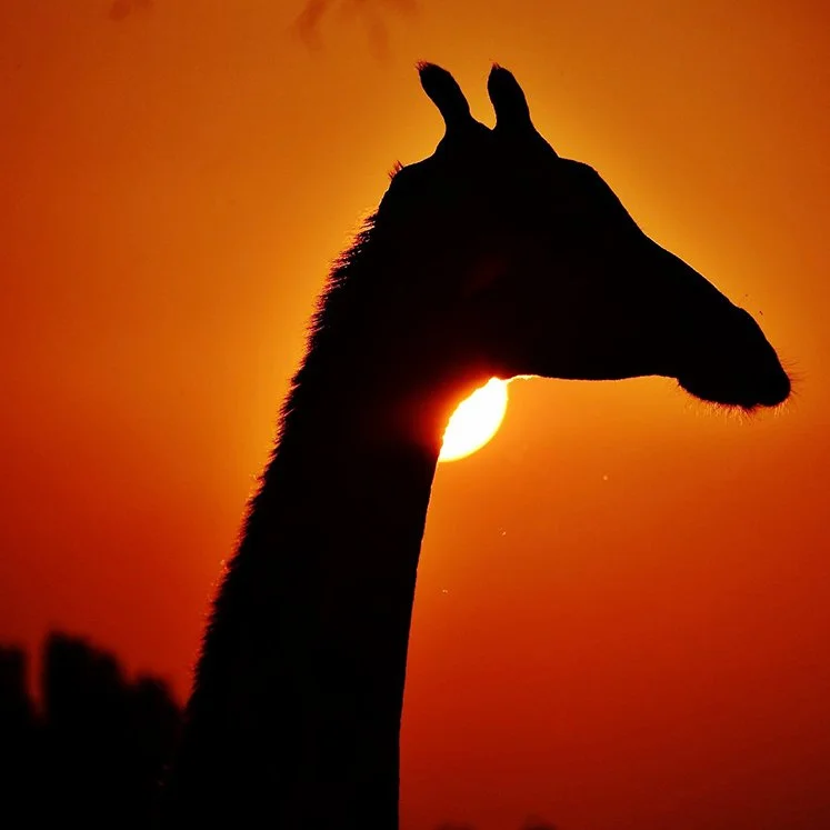 Giraffe Sunset Safari Etosha National Park Namibia