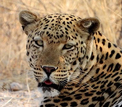 leopard etosha namibia.jpg