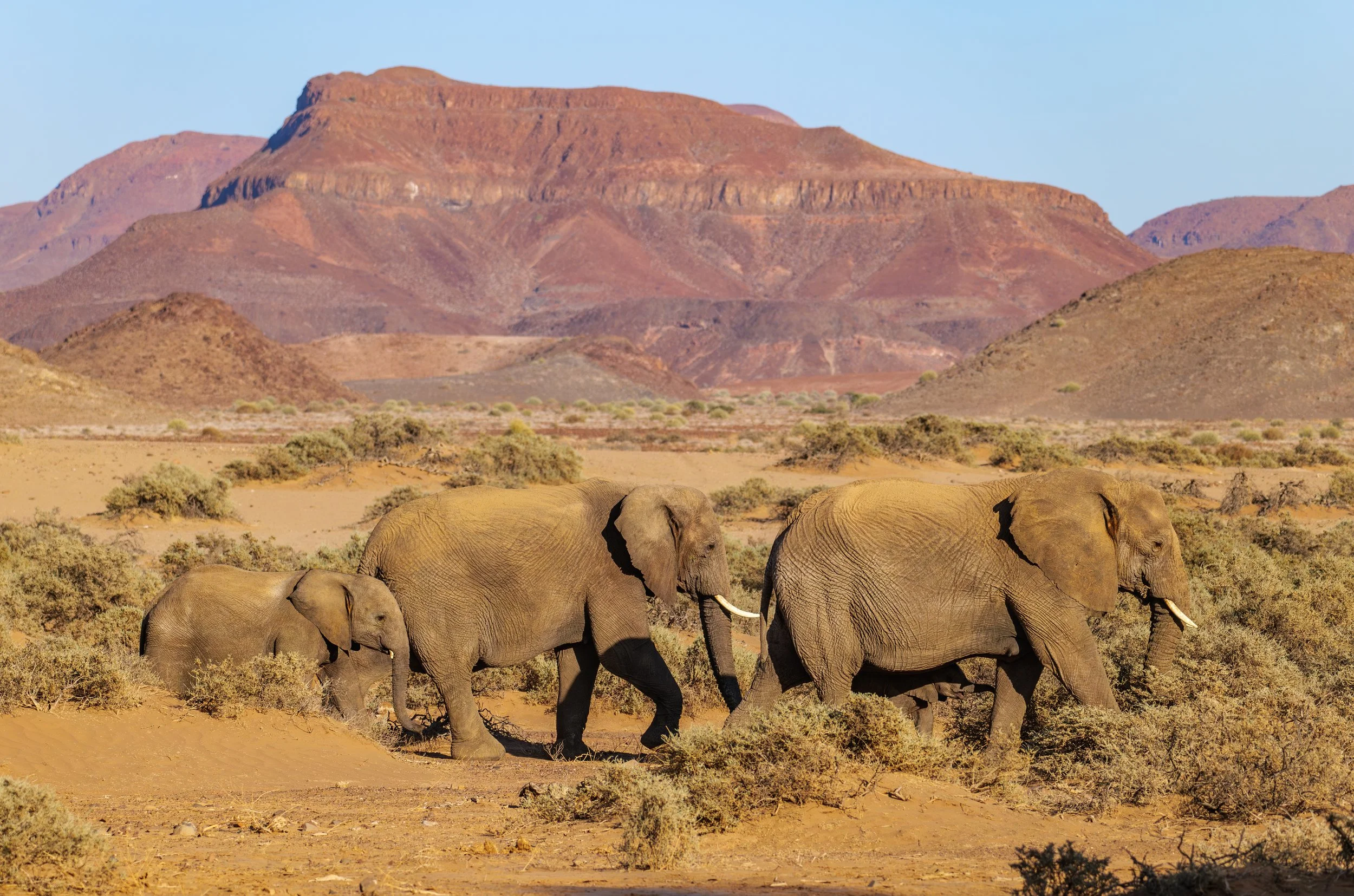 Damaraland Stock.jpg