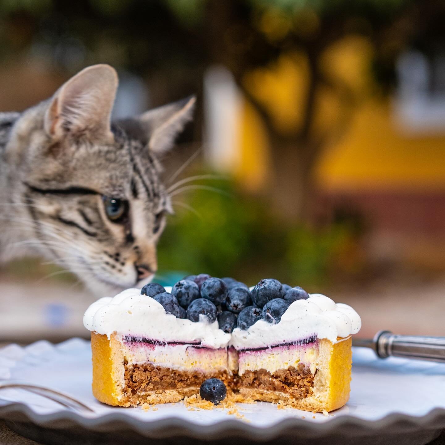 O bolo preferido do meu ser humano preferido representado pela sua majestade Bombom 👑

#cheesecake #patisserie #frenchpastry #lisbonfood