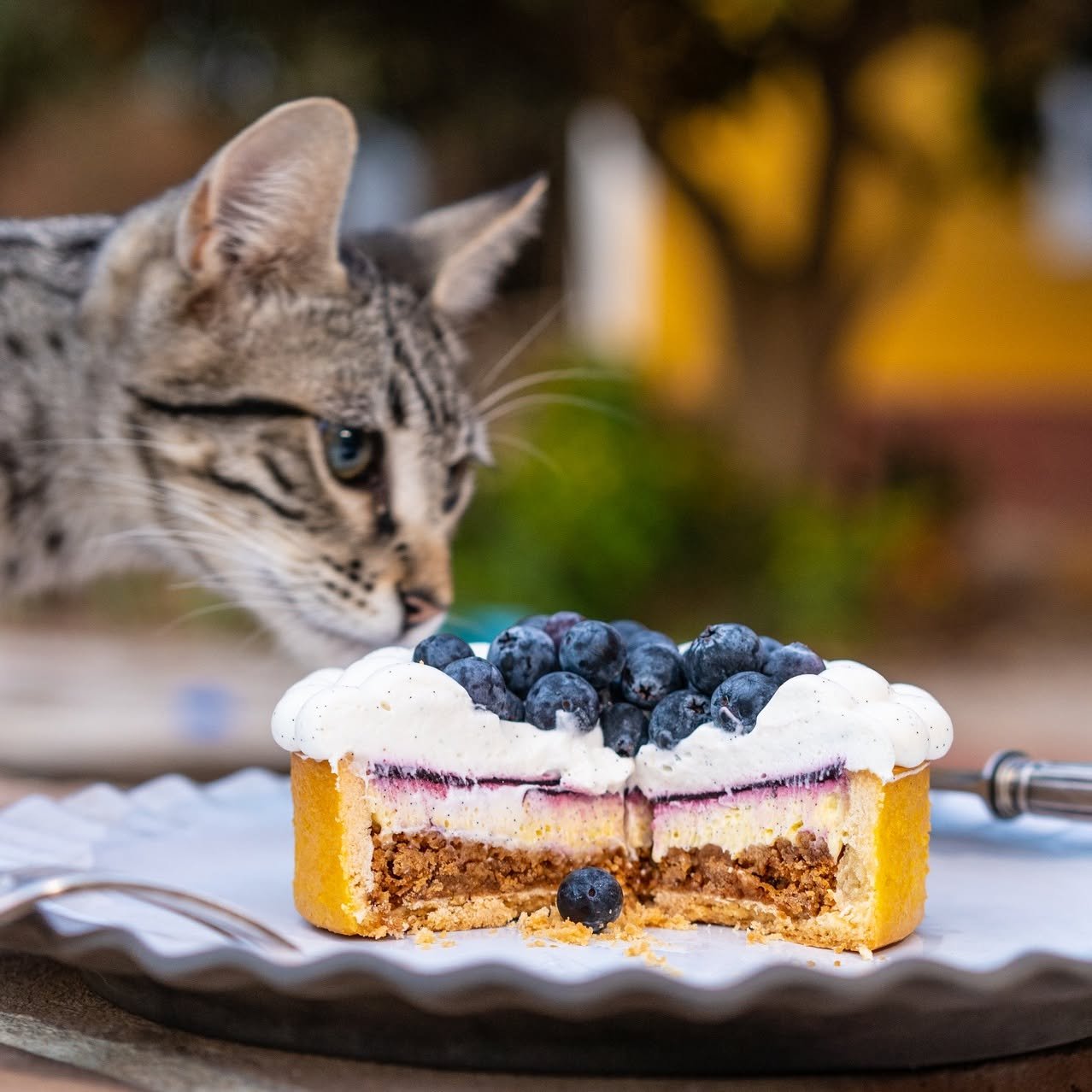 Simple ingredients. Beautiful results.
 Come learn this elegant dessert with me &mdash; step by step. 

  If you're interested and want more details or pricing, send me a DM. Workshops take place in Lisbon on a date of your choice starting January 12