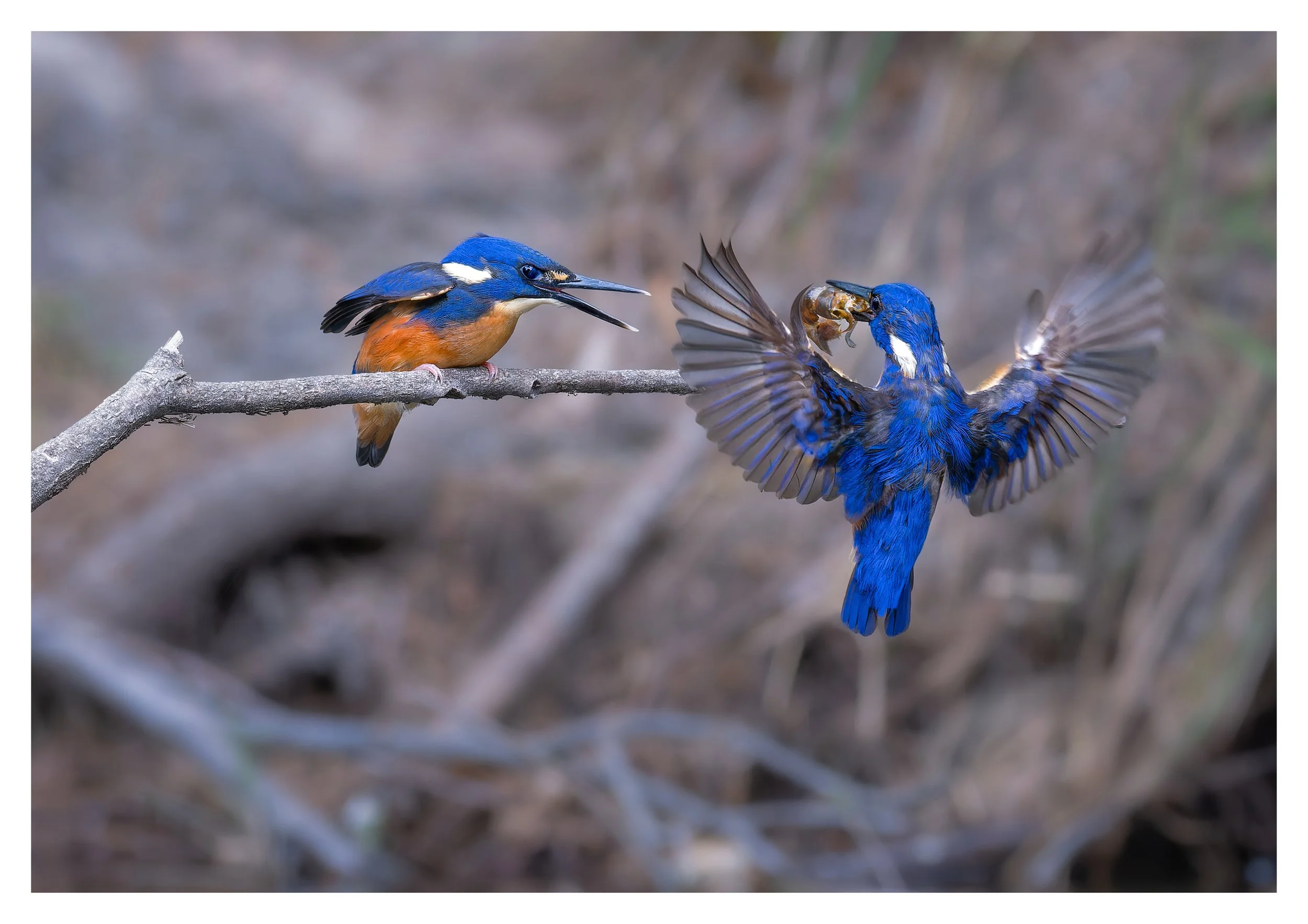 _3071420_Breakfast Served_A1 2cmB.jpg