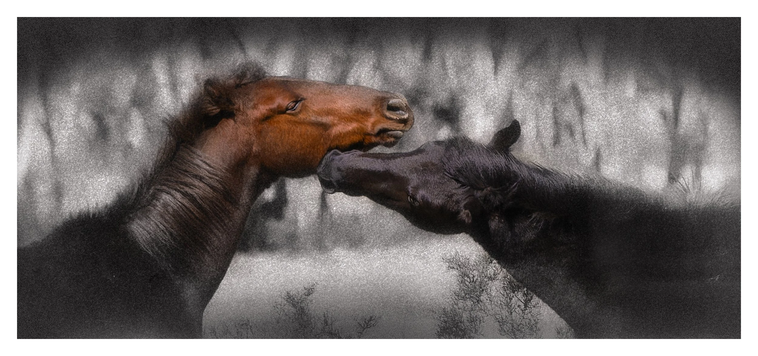 Wild Affection – Brumbies of Kiandra.jpg