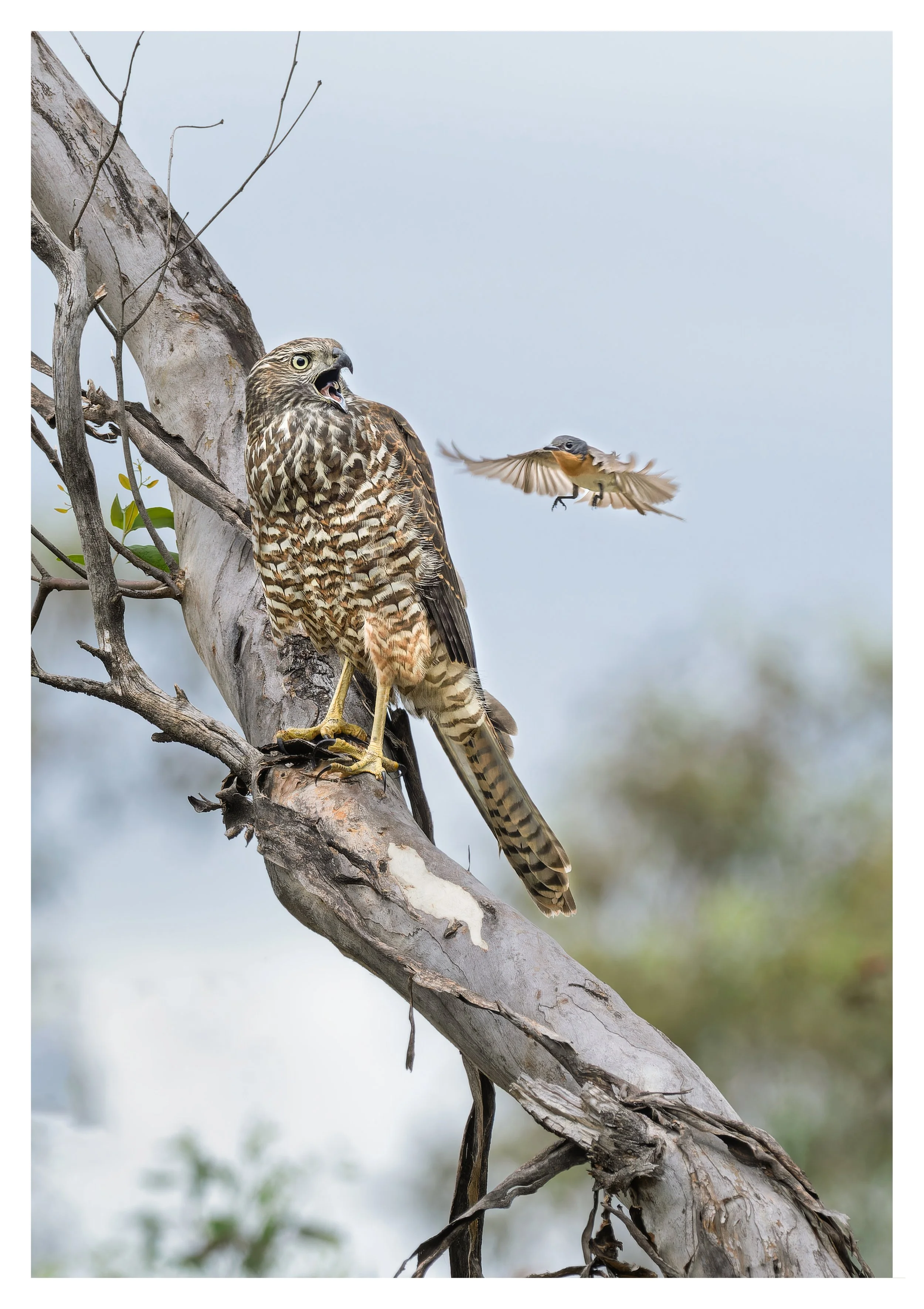 _1263129_Strength in Grief A1 2cmB.jpg