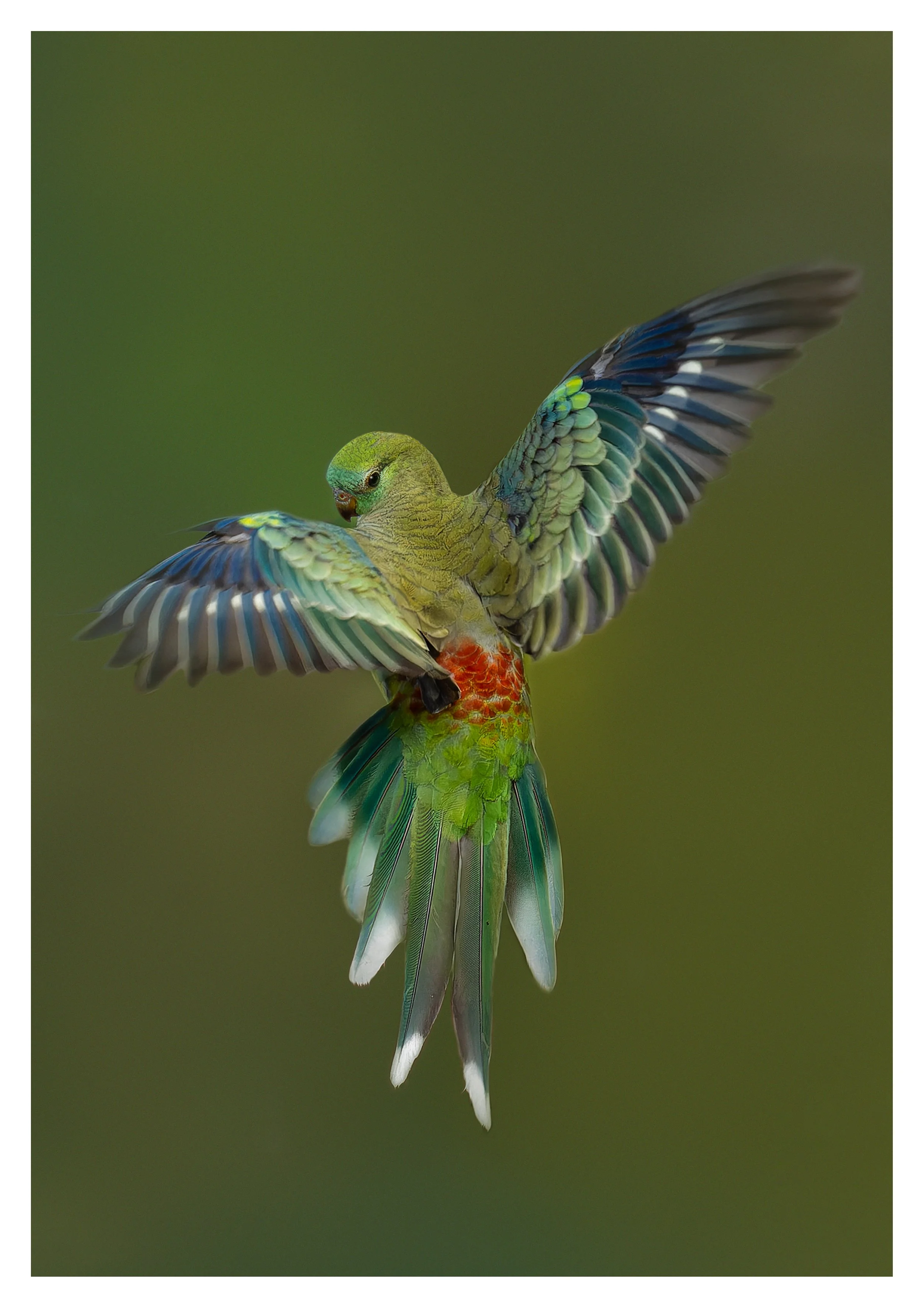 _3047953_Red-rumped Parrot A1 2cmB.jpg