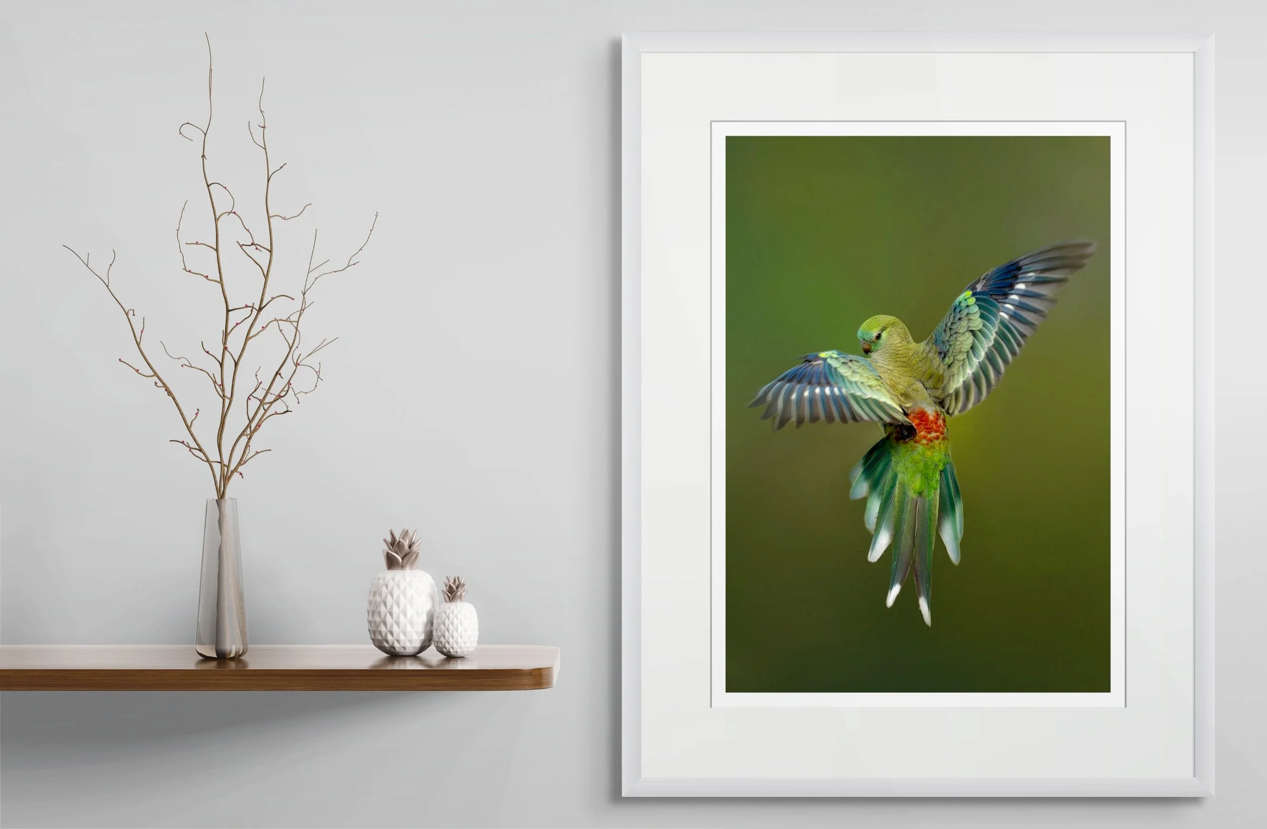 redrump parrot-3.jpg