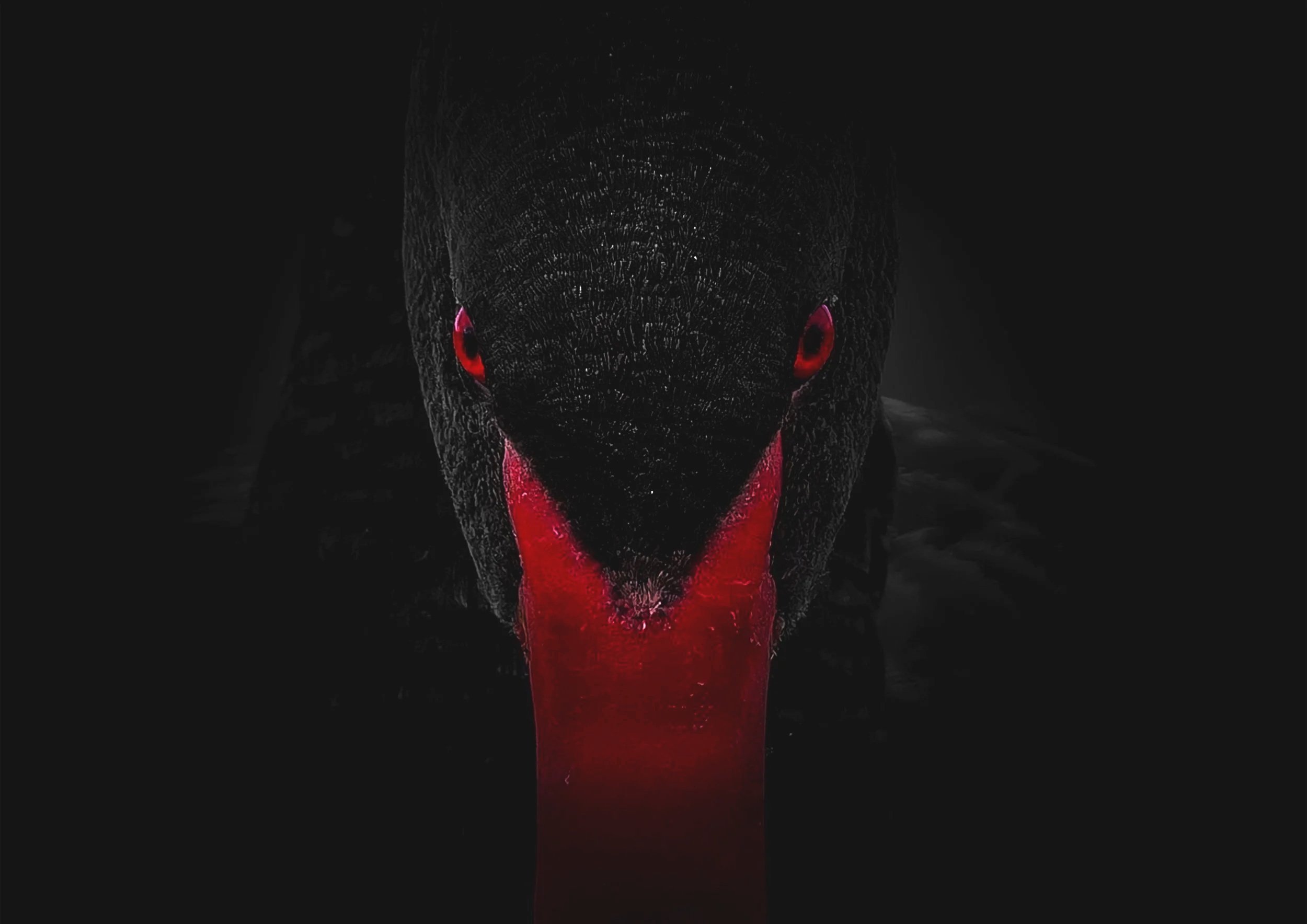 Close-up of a black swan with red eyes and red beak, with a dark background.