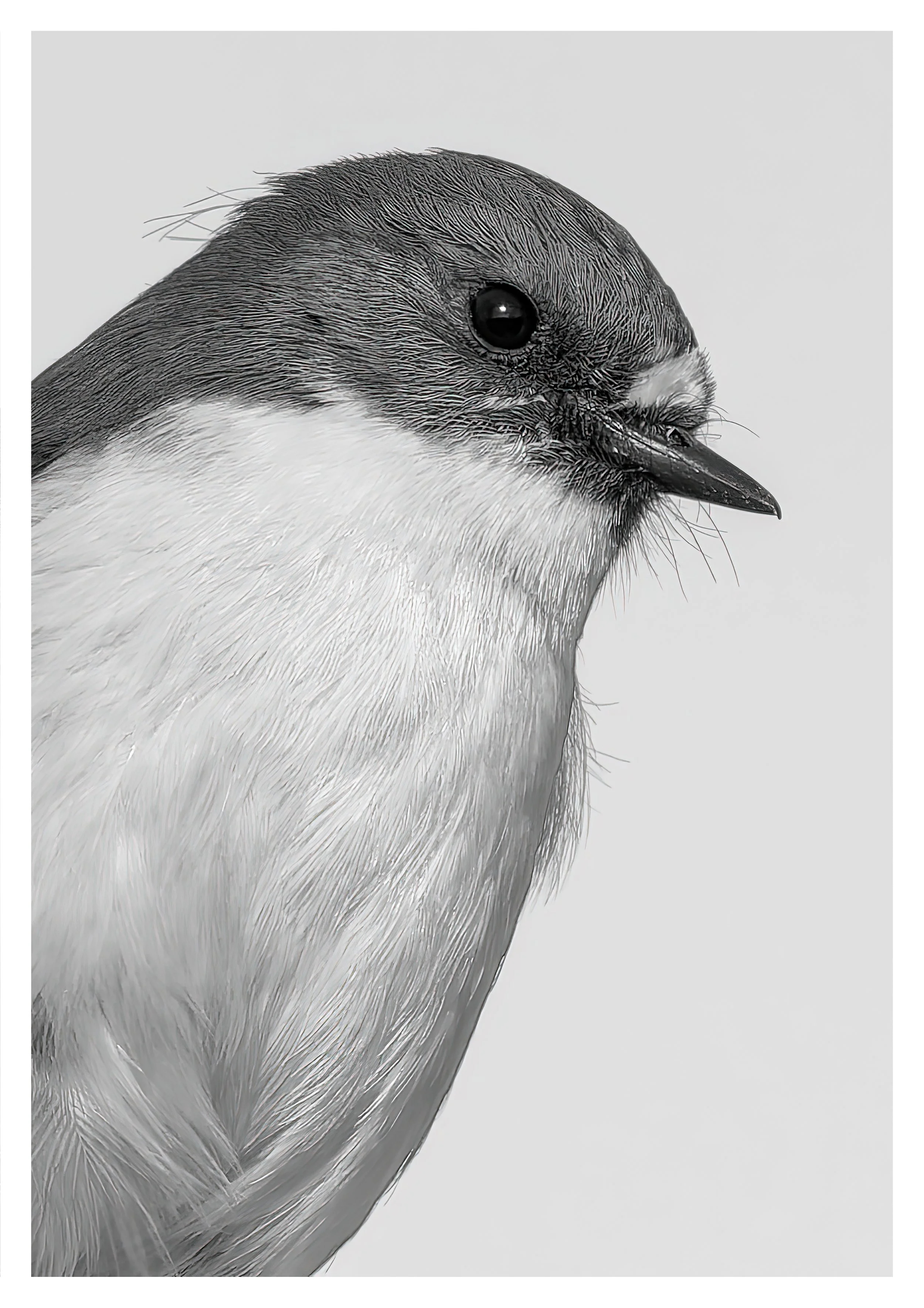 _5285026_Flame Robin_2cmB smal.jpg