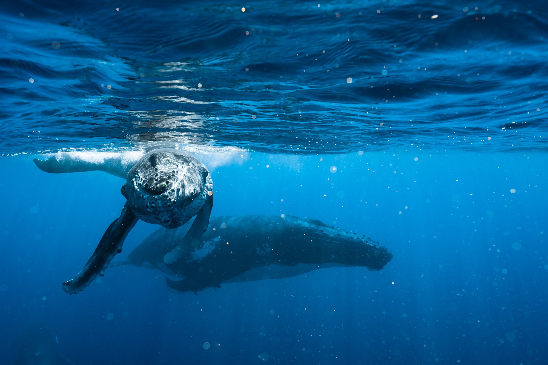 Tonga by Gabrielle Lui Photography_beb - cute_091624_001.jpg
