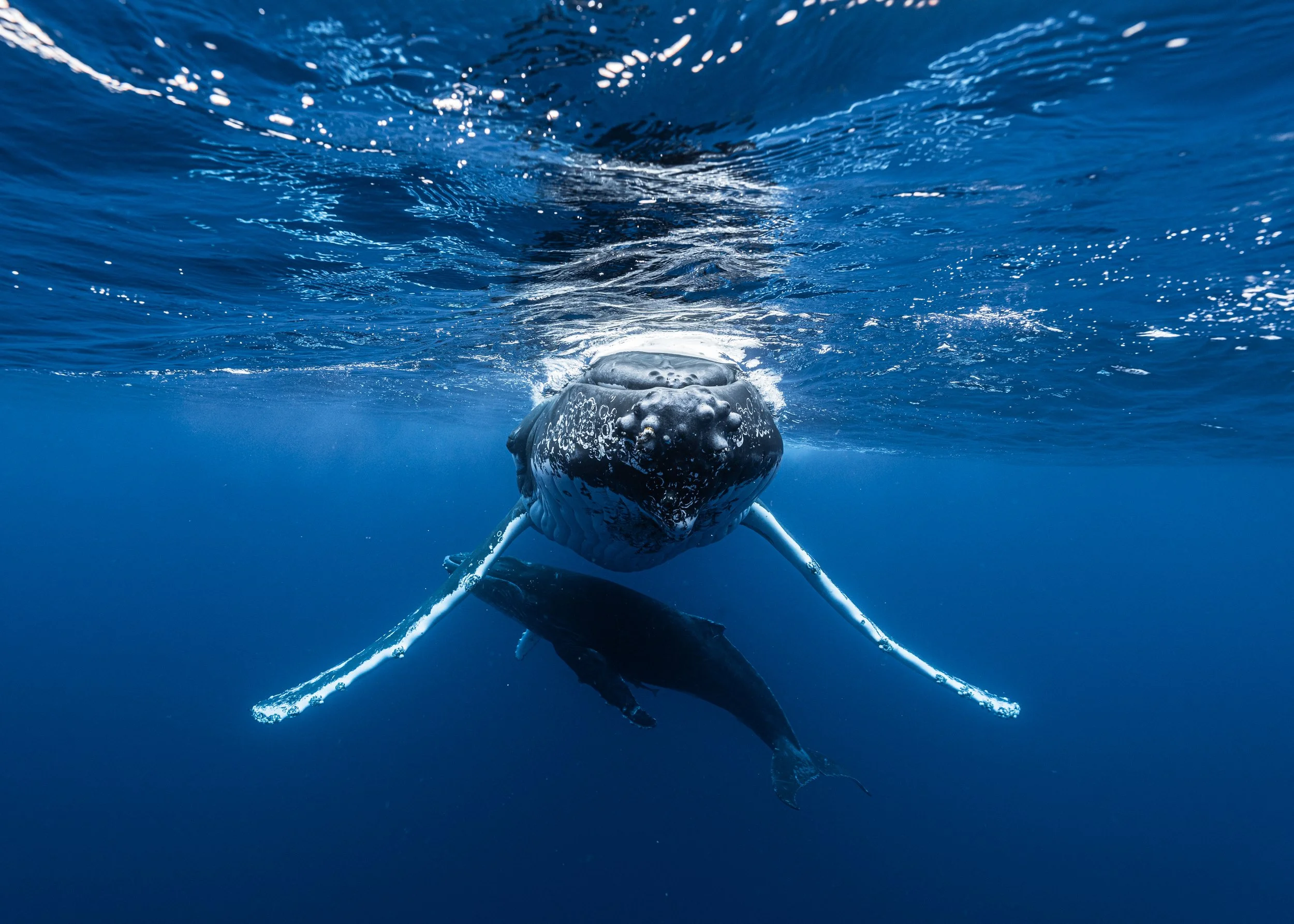 creatures - whale baby&mom_091824_001.jpg