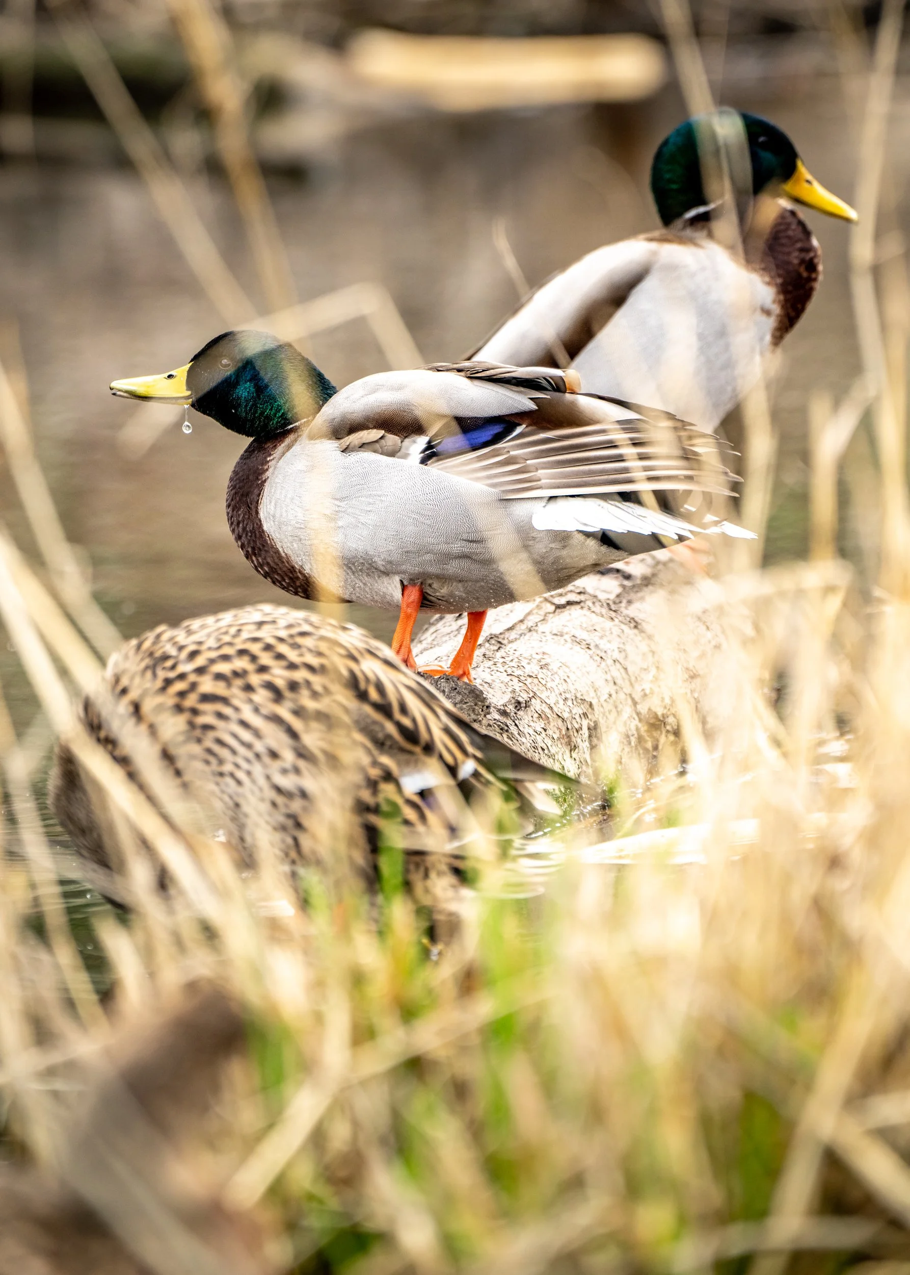 ducks_022223_001.jpg