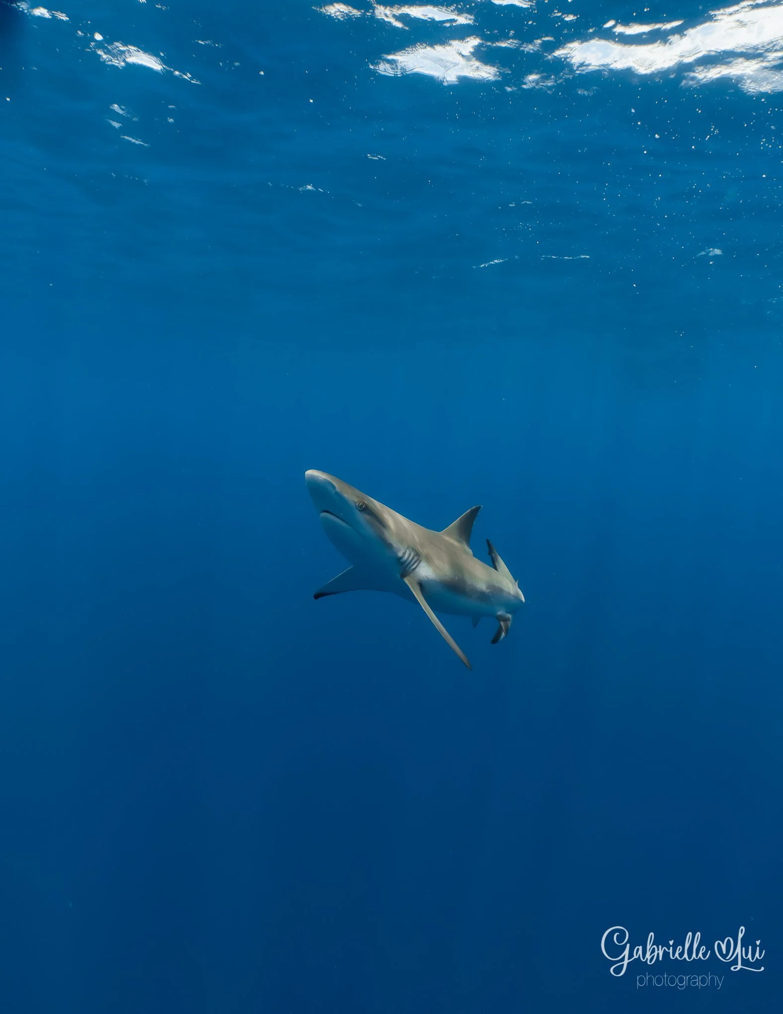 sharkie looking up_14.11.21_1.jpg
