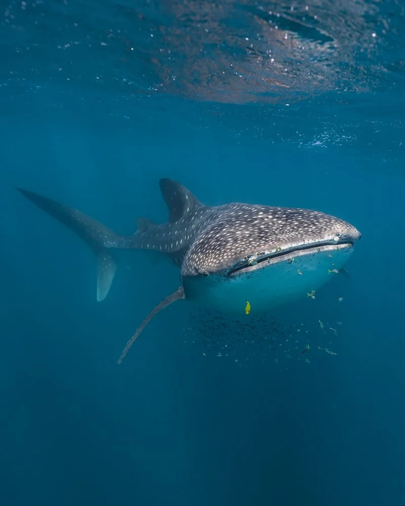 whaleshark gabrielle lui
