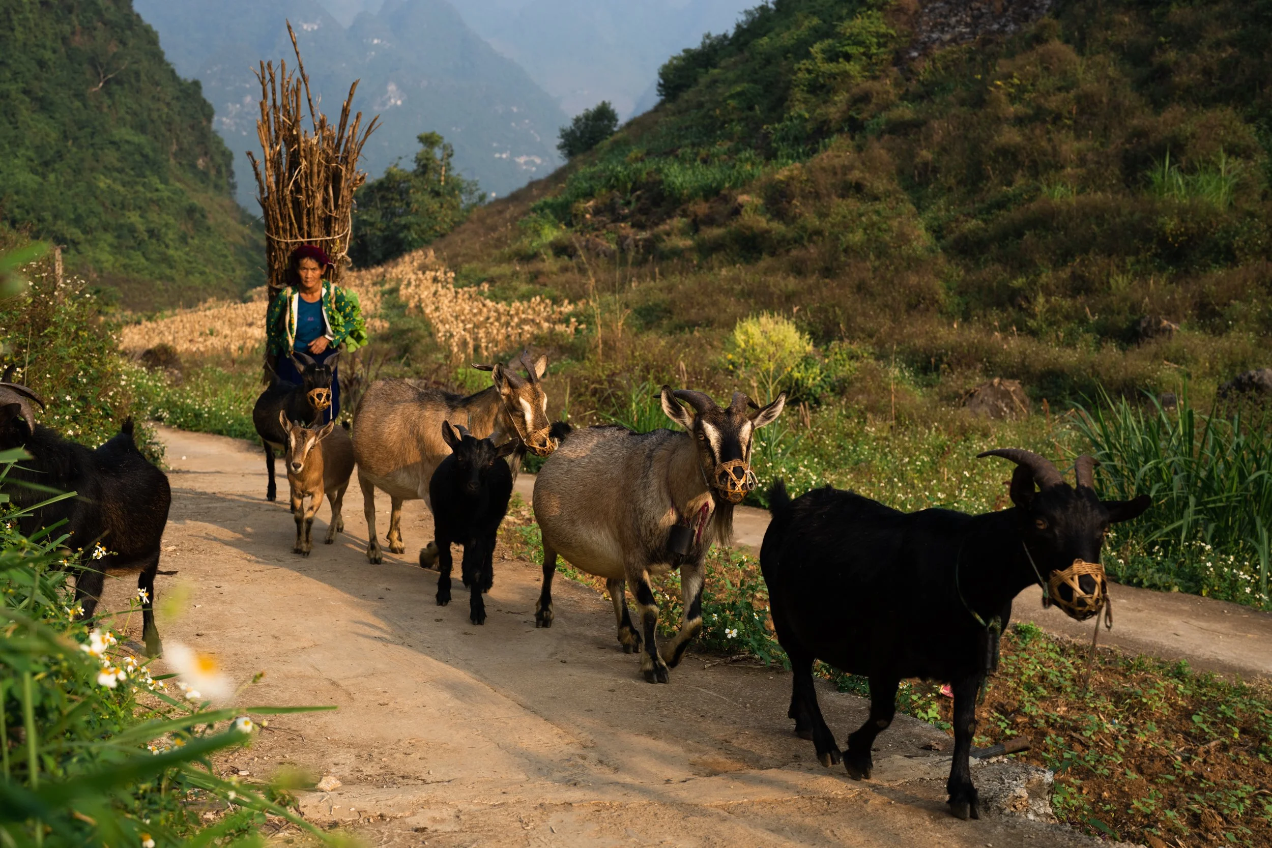 with the goats_110922_001.jpg