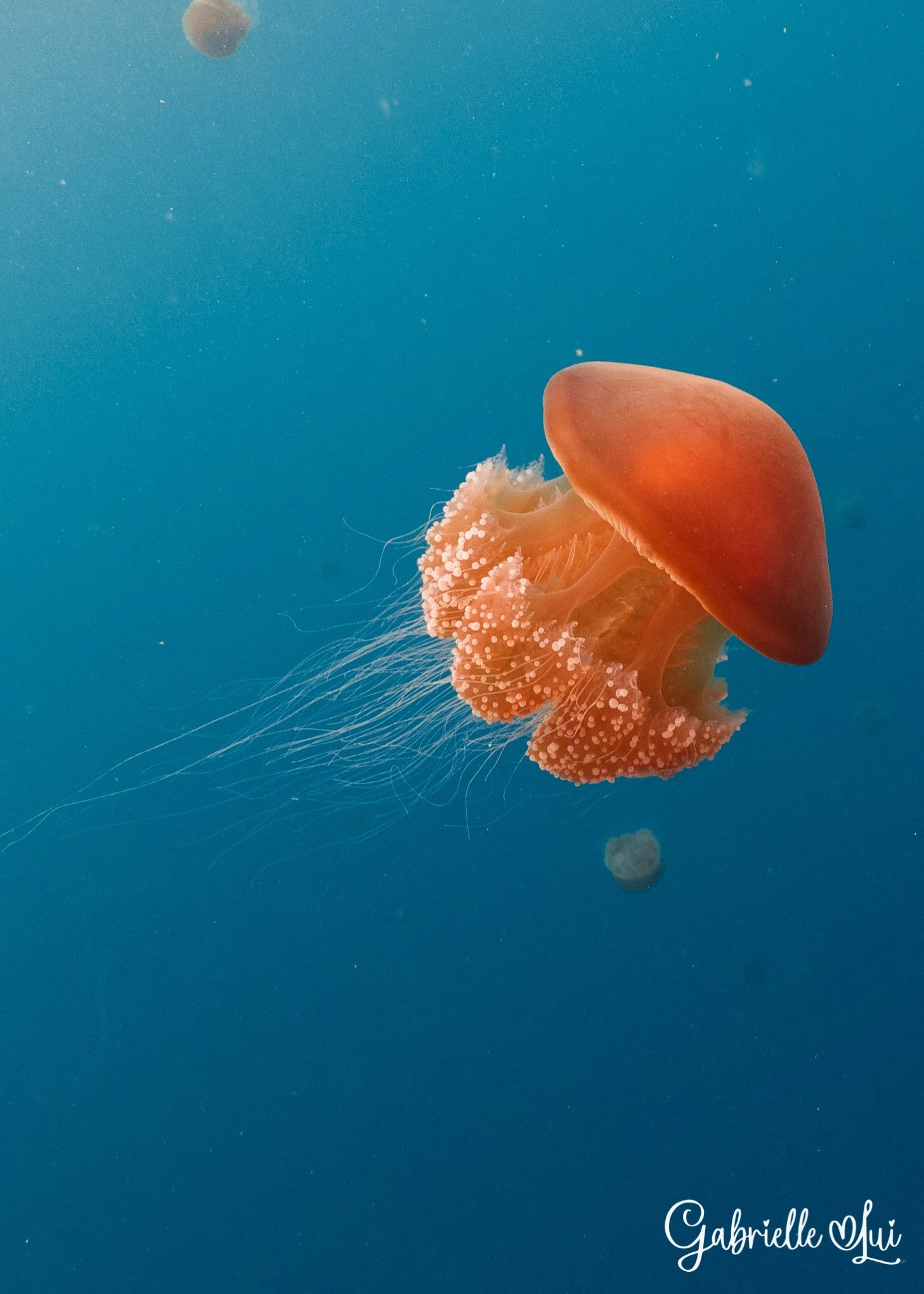 redbell_05.05.22_1.jpg