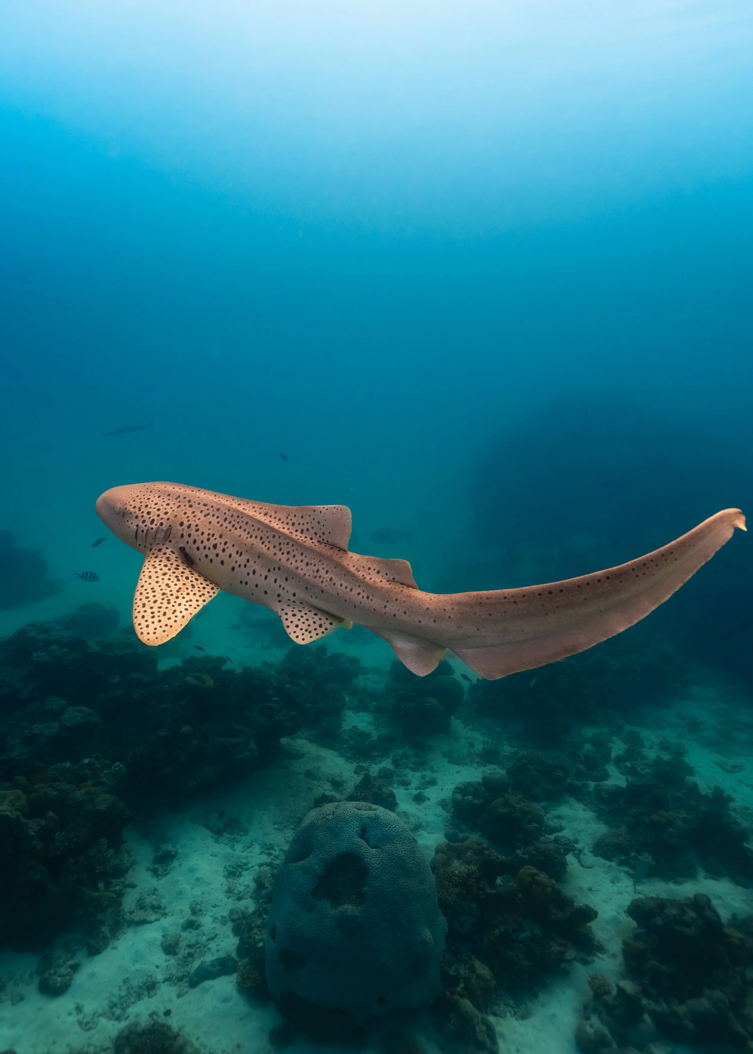leopard shark gabrielle lui