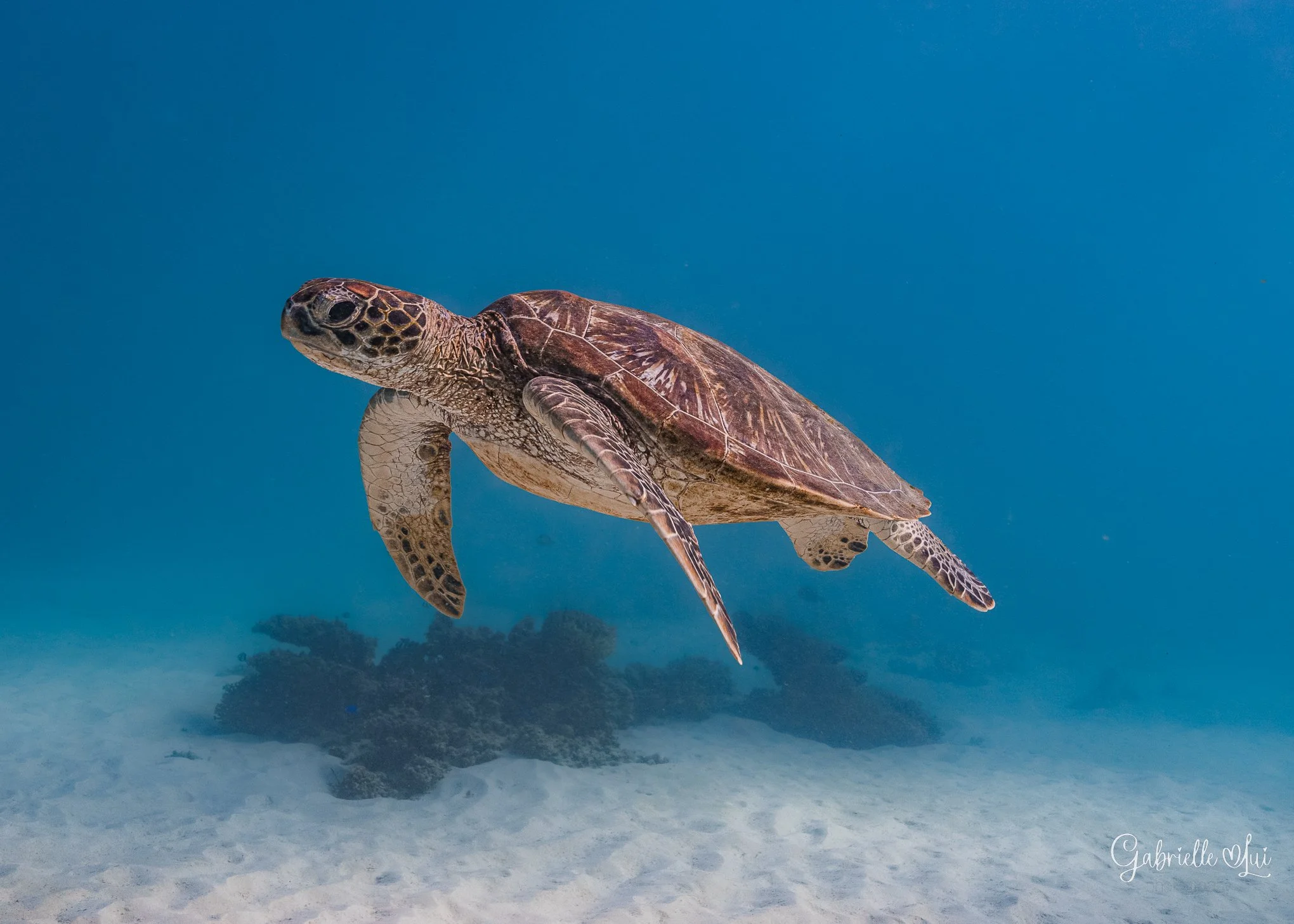 turtle_13.07.22_1-2.jpg