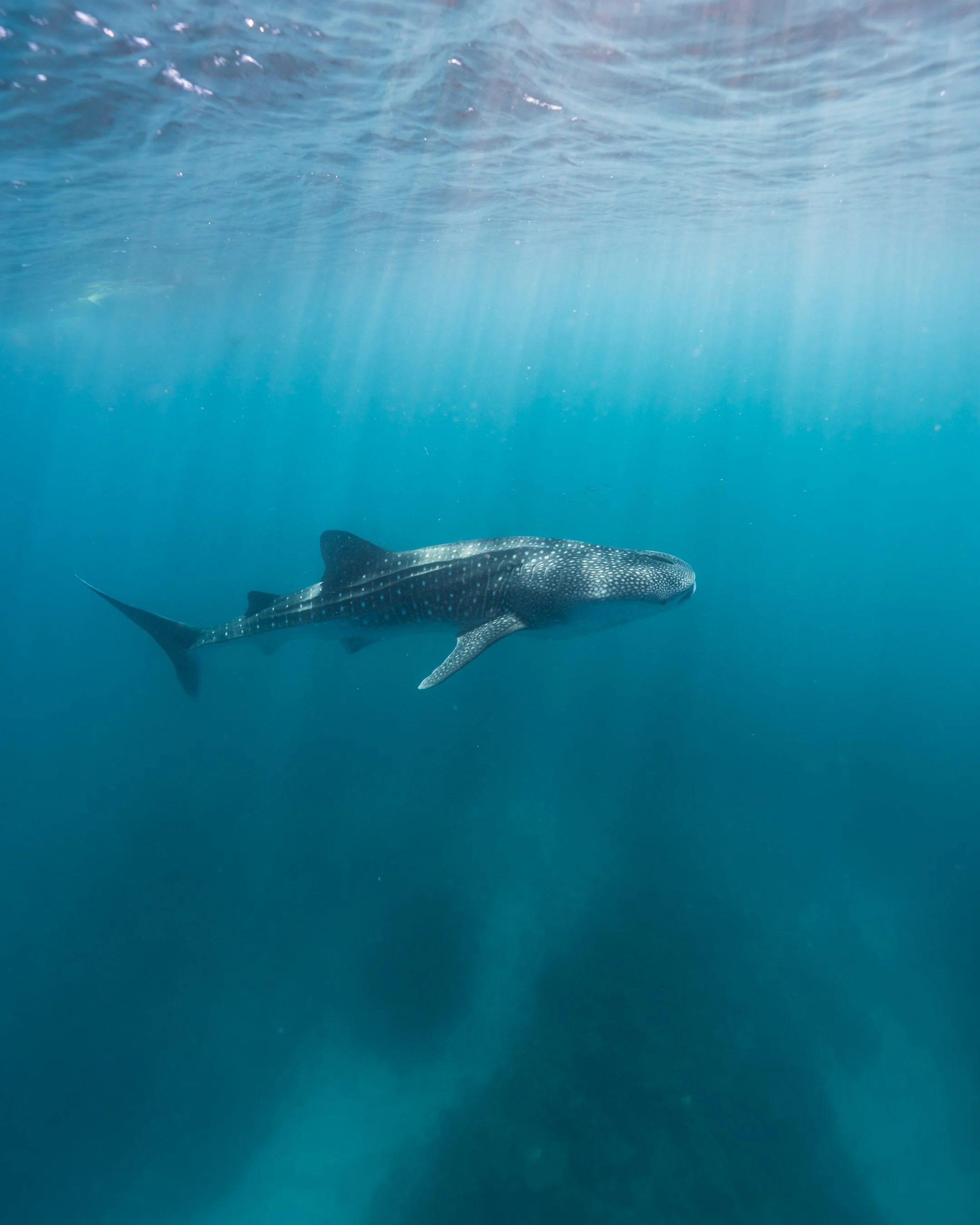 whaleshark gabrielle lui