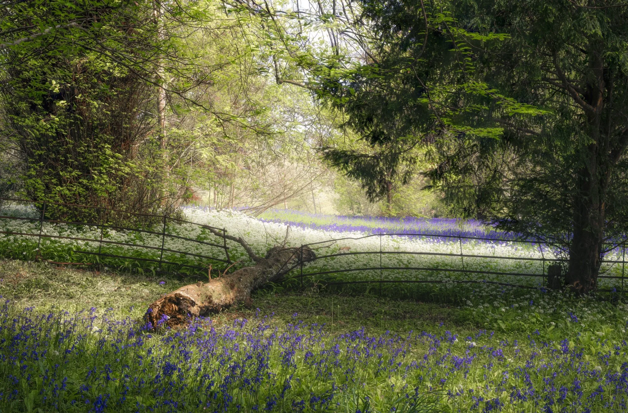 A lush forest with sunlight filtering through trees, a fallen tree trunk on the ground, surrounded by purple and white wildflowers, and a metal fence in the background.