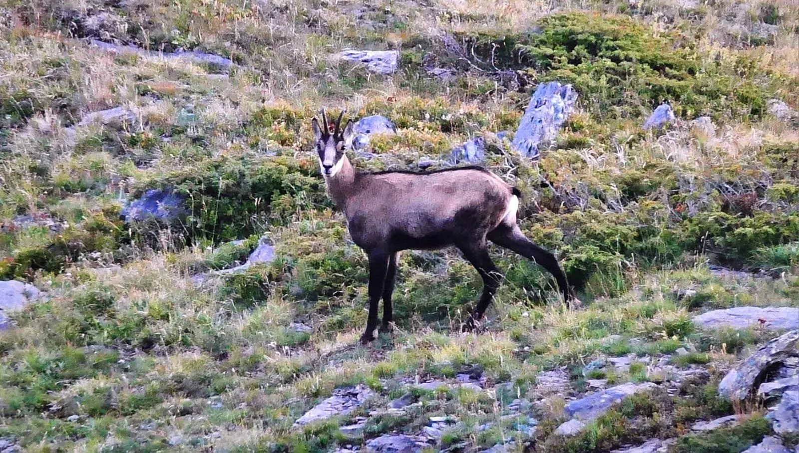 REFUGE ARPETTAZ CHAMOIS PRAZ VECHIN.jpg