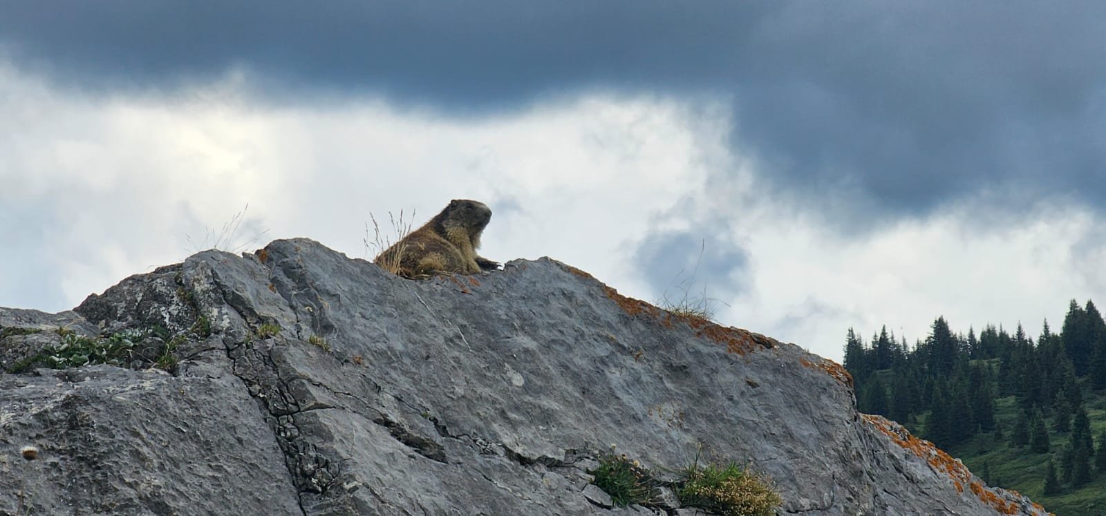 MARMOTTE REFUGE ARPETTAZ COL ARAVIS.jpg