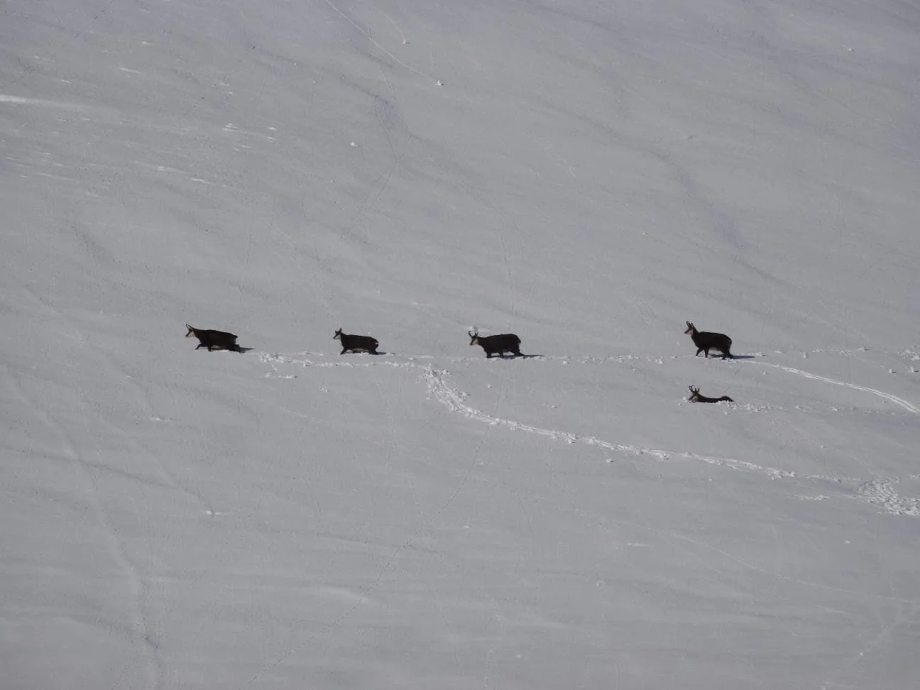 REFUGE ARPETTAZ CHAMOIS NEIGE.jpg