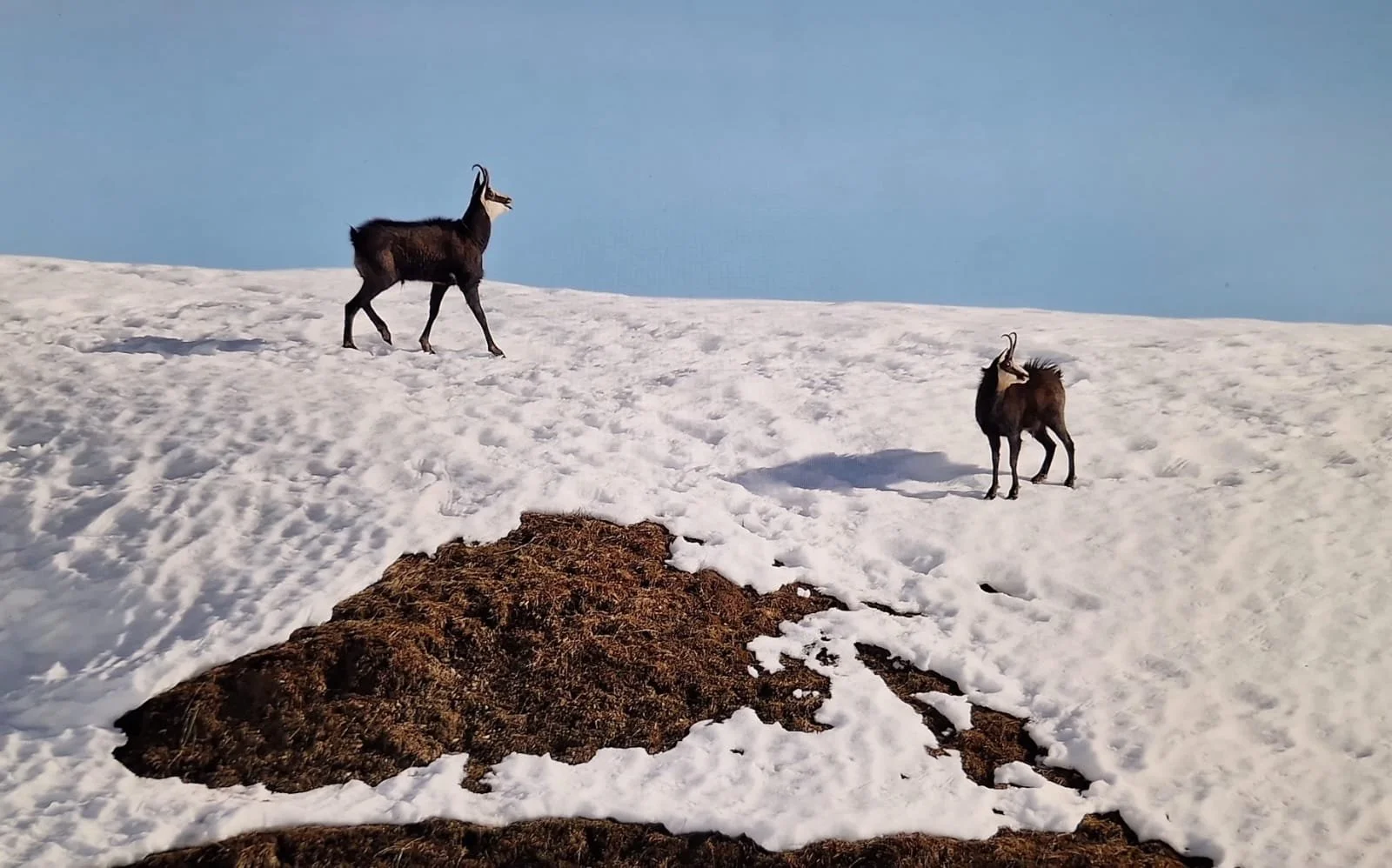 CHAMOIS REFUGE ARPETTAZ.jpg