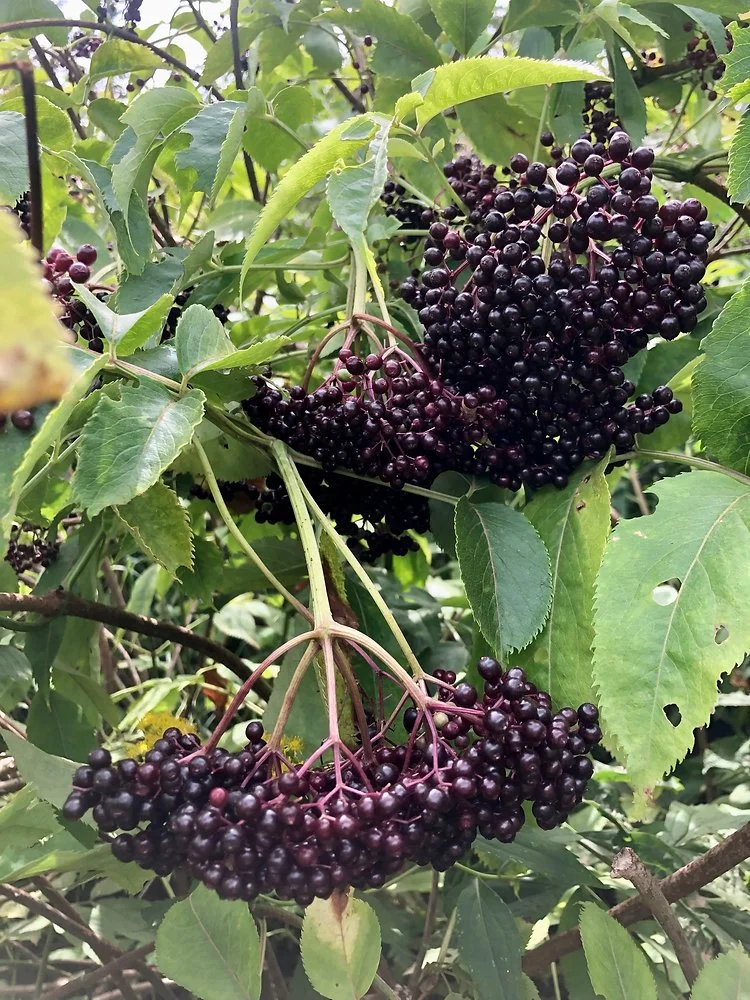 elderberry.jpg