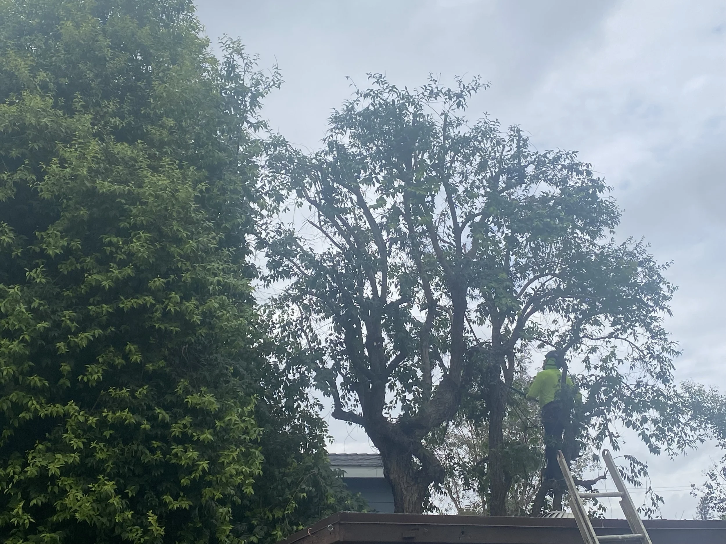How To Trim A Tree Without Killing It — JLG Tree Service Near Me | Los ...