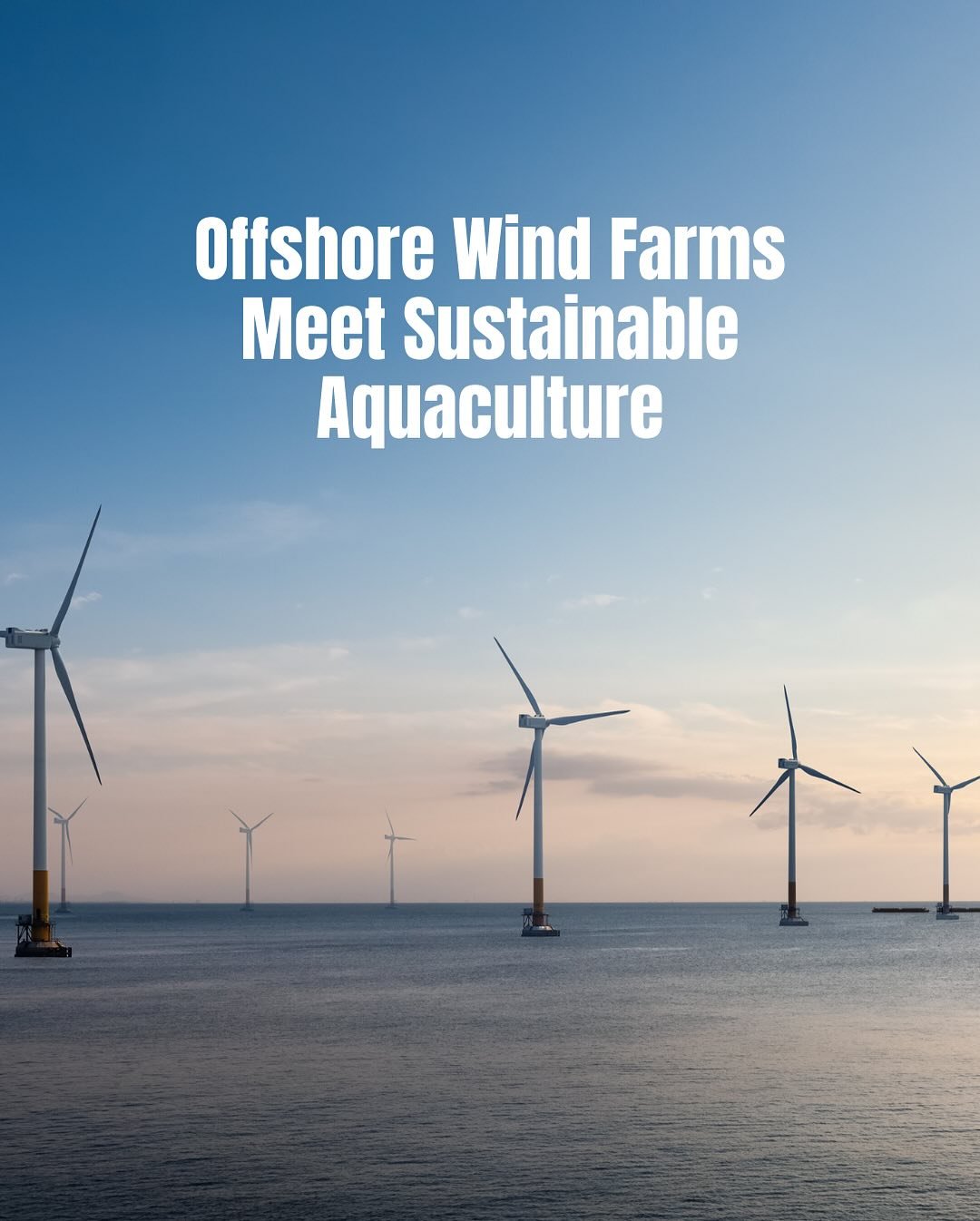 Combining offshore wind farms with aquaculture could revolutionize marine resource use. But what are the opportunities and challenges?

📲 Swipe to learn more or read the full article via the link in bio!