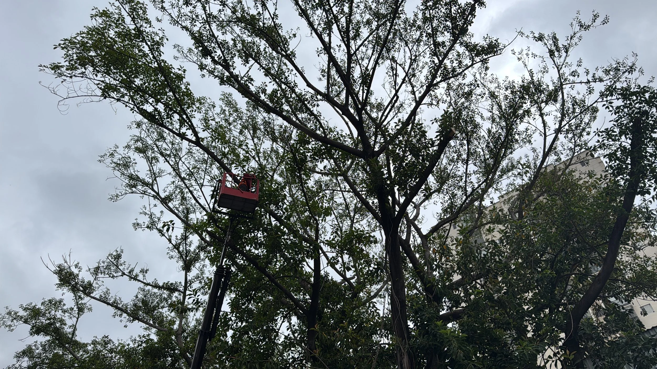 Poda de árvores com segurança, laudo técnico e equipe treinada para empresas, indústrias e condomínios em Sorocaba e região.