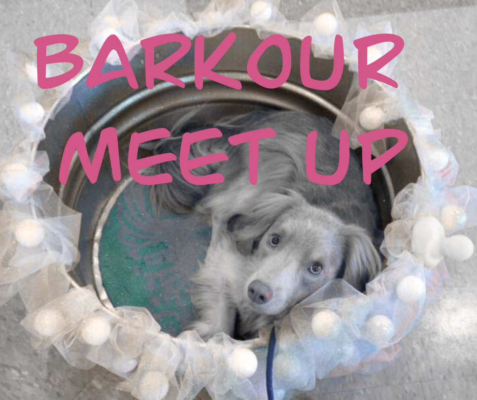 Barkour Meet Up with Training with Everyday Wonderdog