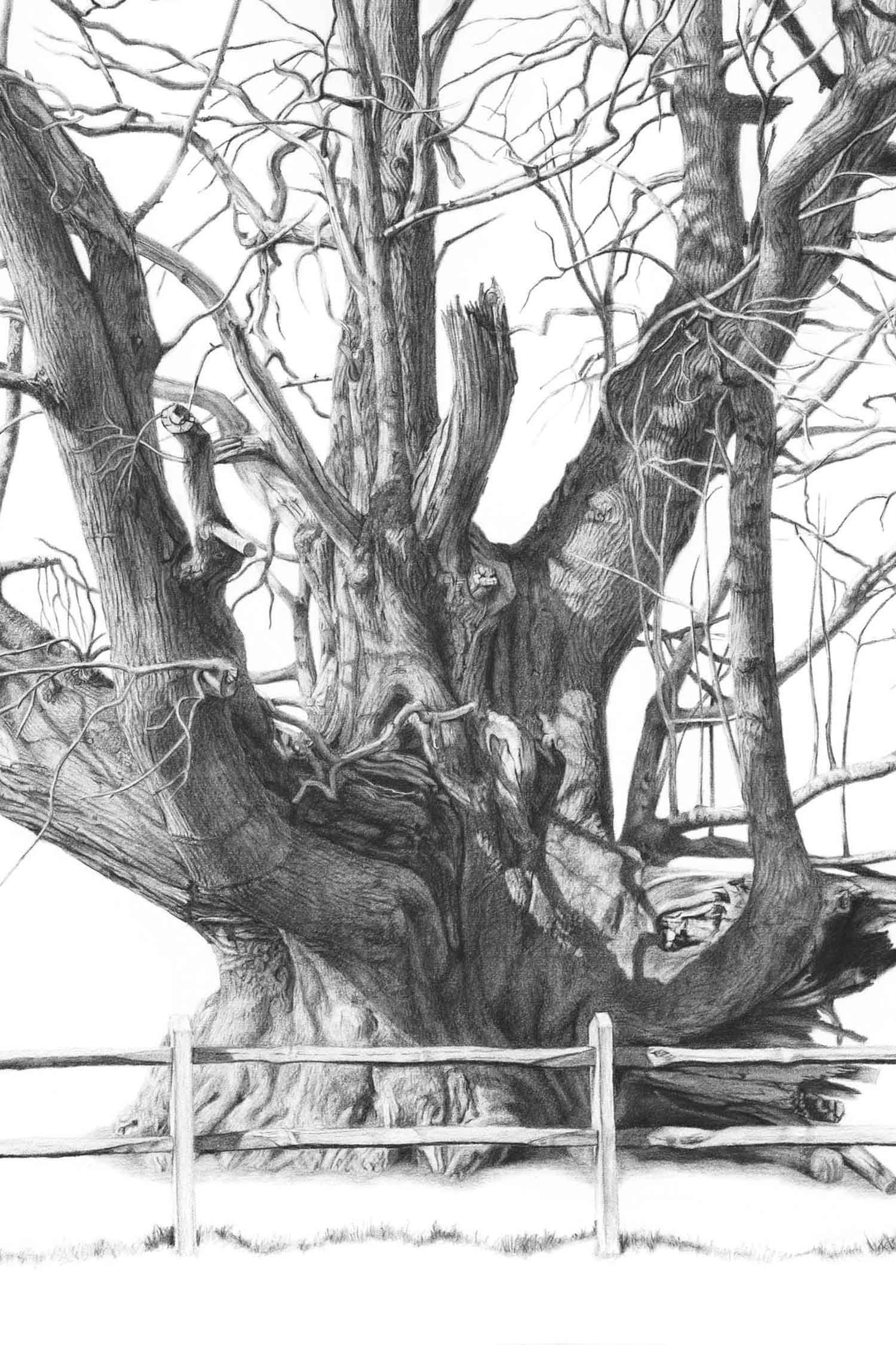 Drawing of a Colossus Sweet Chestnut Tree